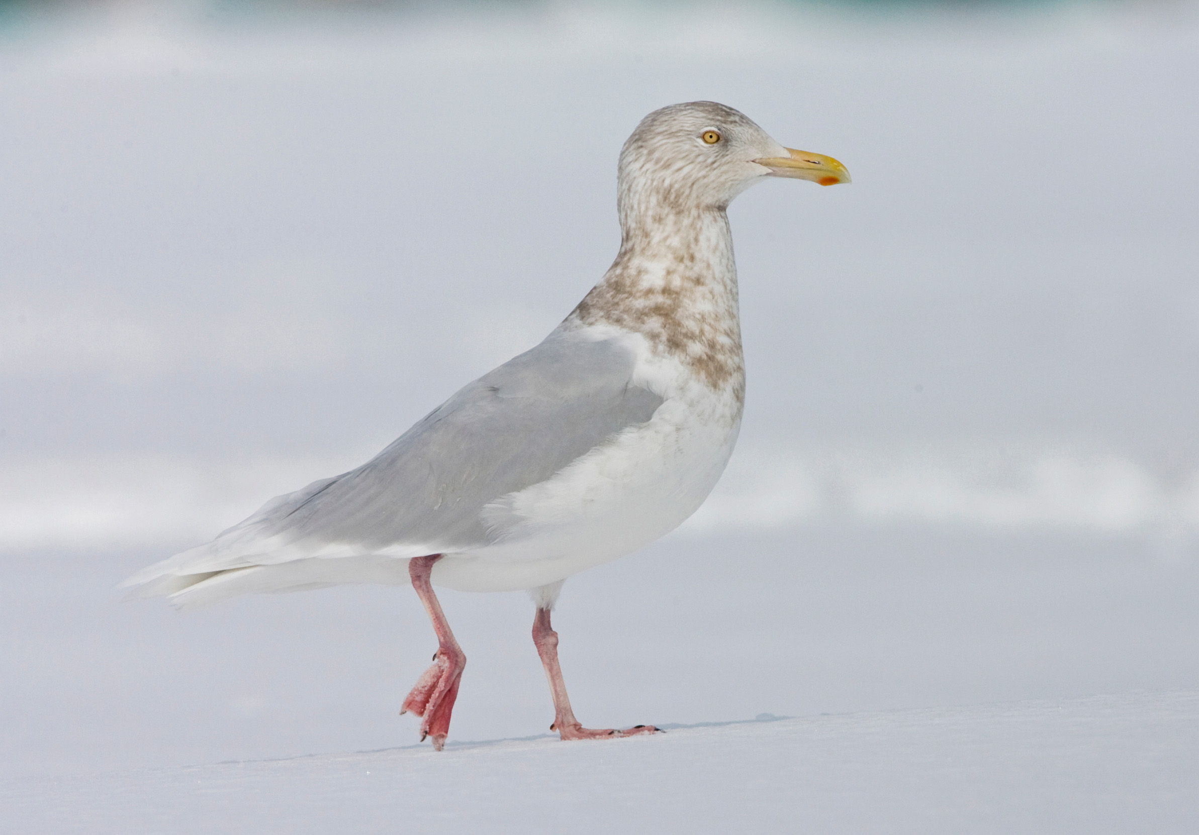 A wintering Glaucous Gull walking round in the snow.