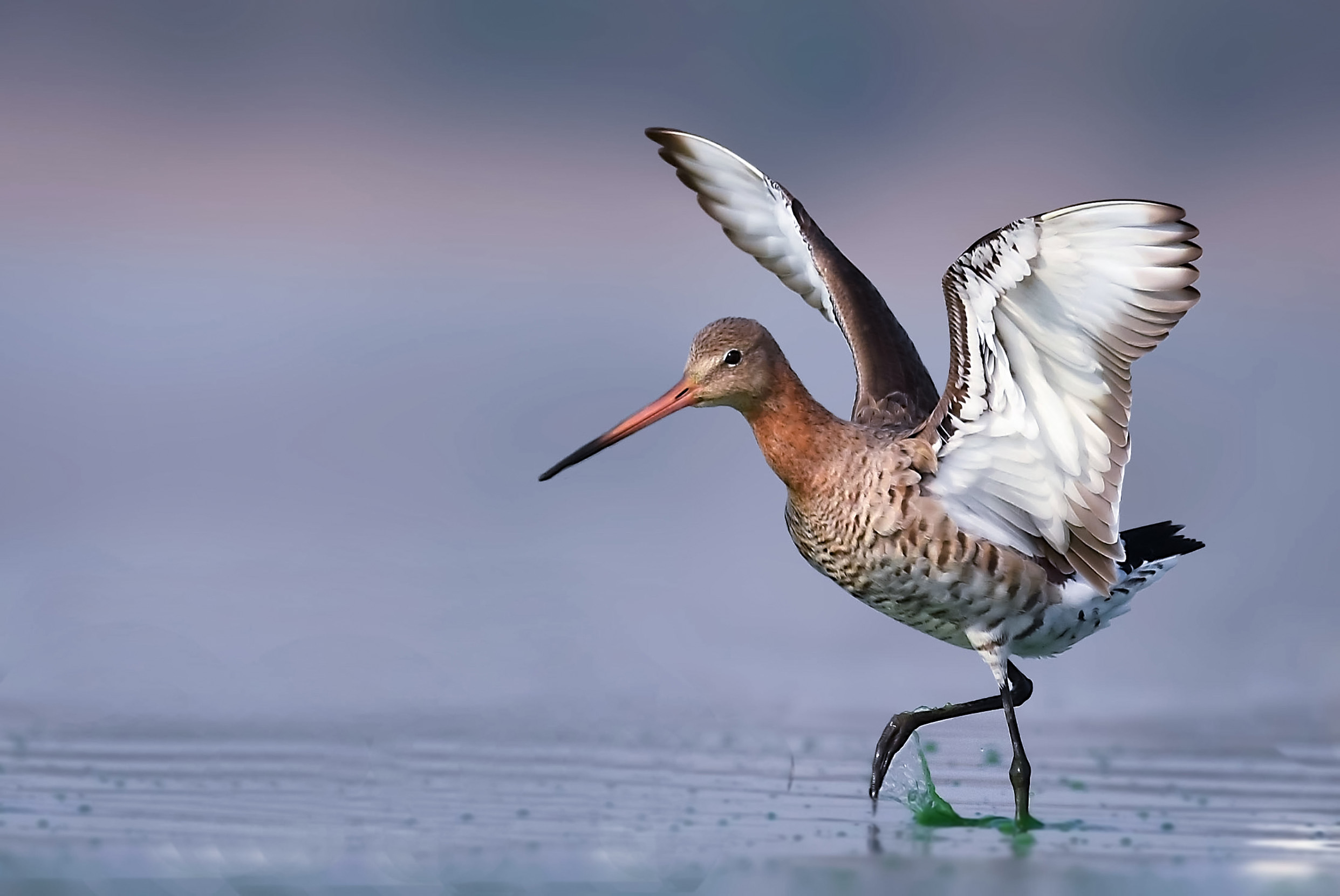 Black-tailed Godwit with outstretched wings, running through shallow water