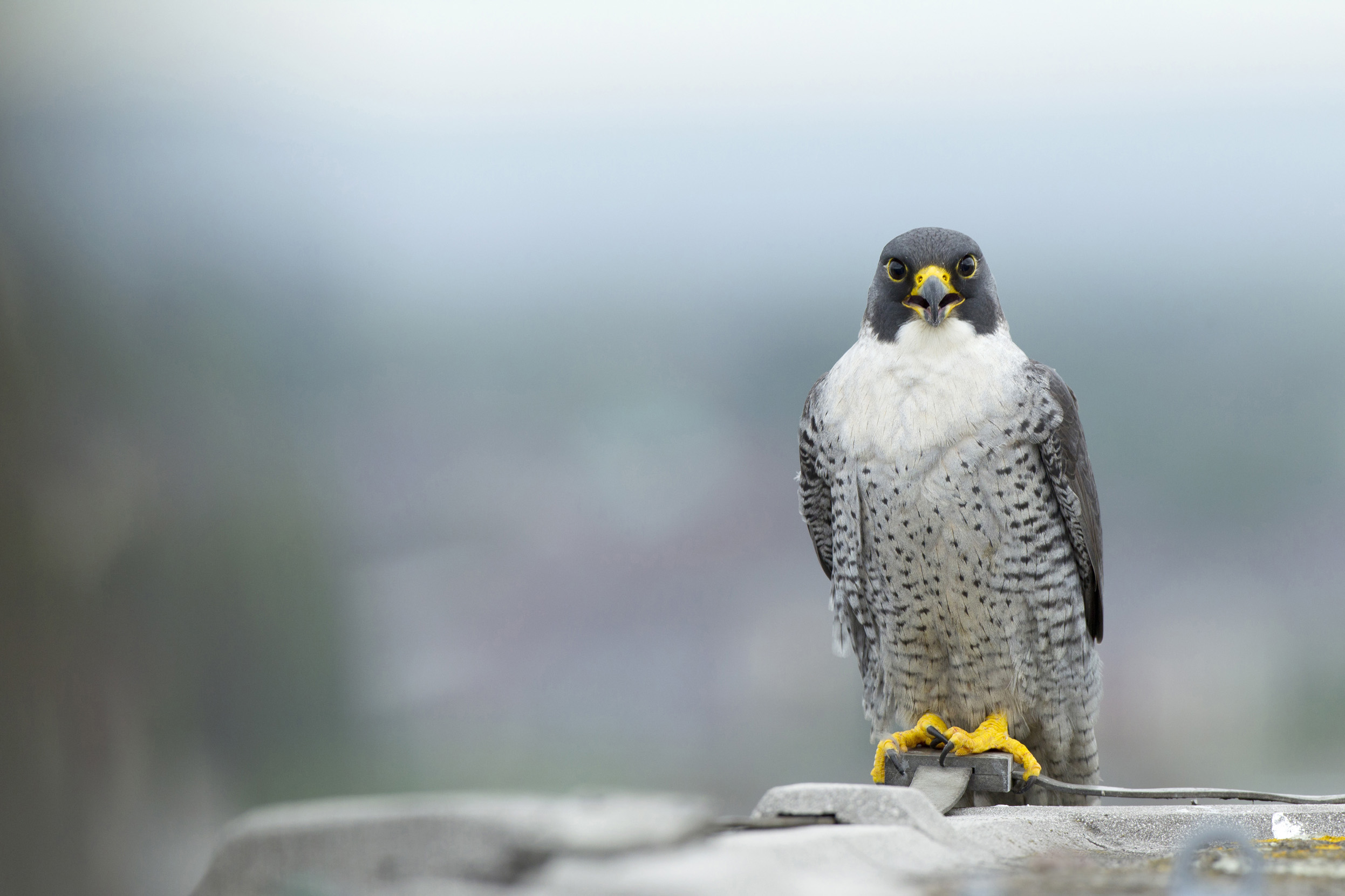 A lone Peregrine falcon perched on hotel roof.