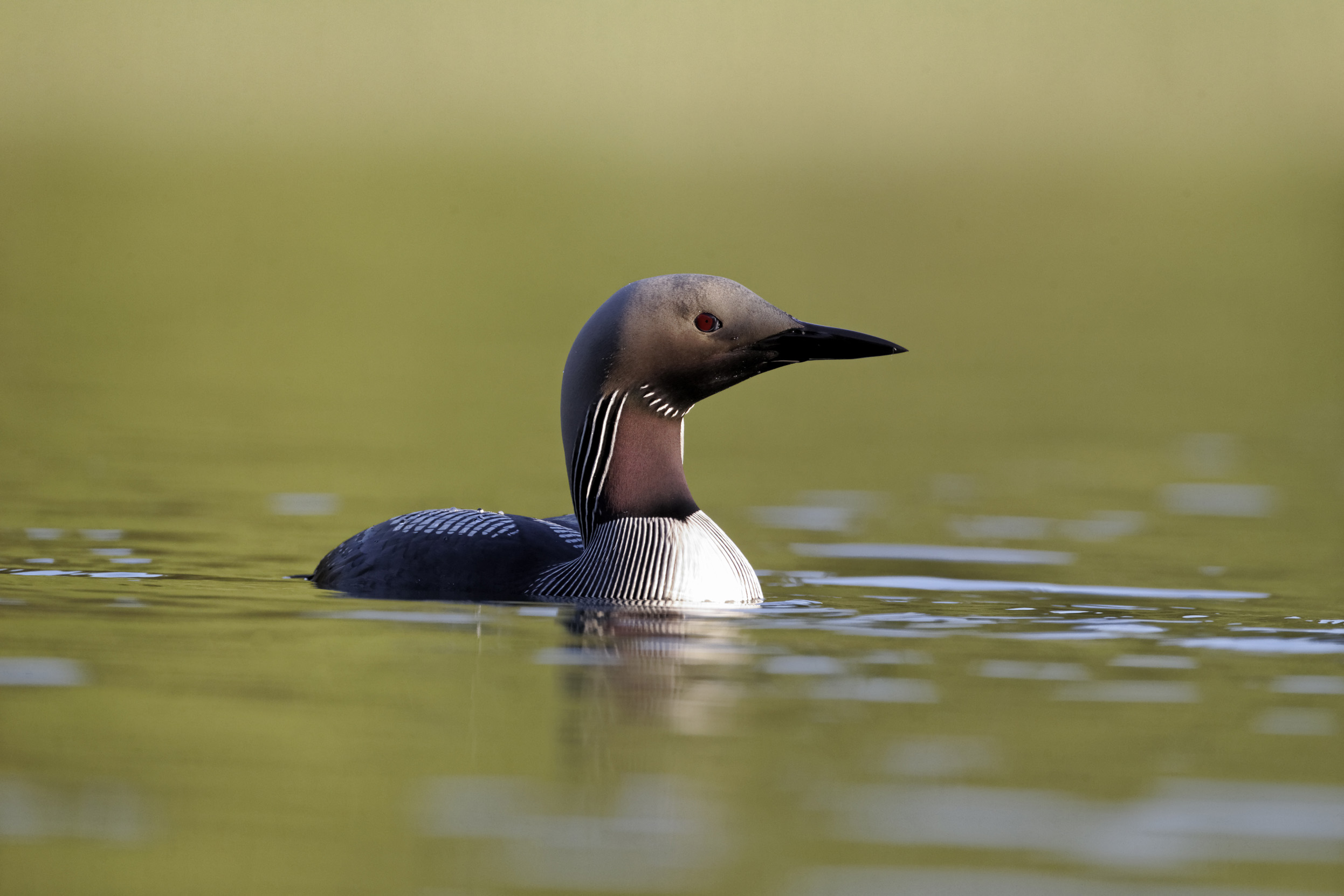 Black-throated Diver submerged in water.