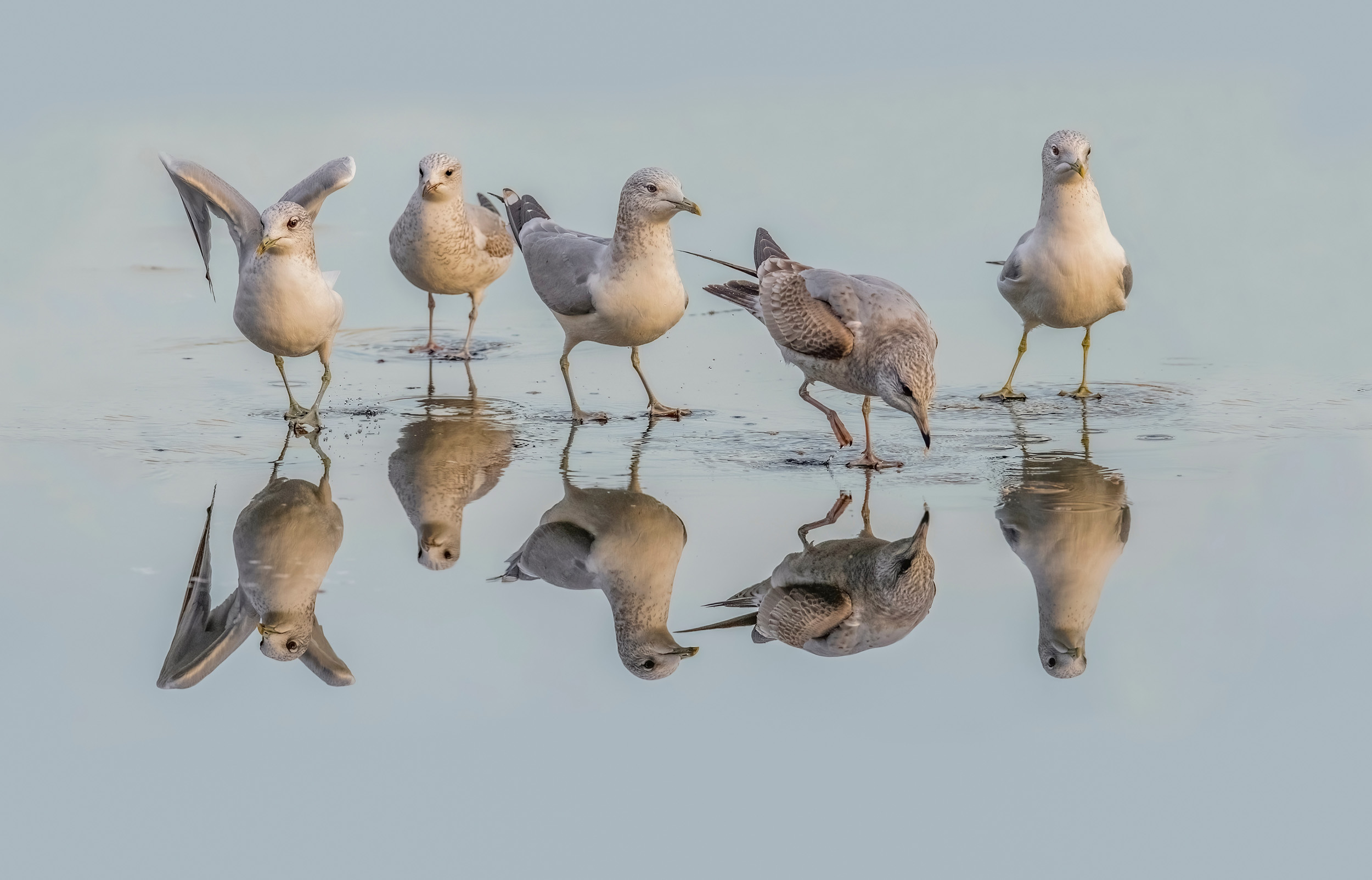 A group of five Common Gulls in winter plumage stood on a frozen sea looking at their reflections.