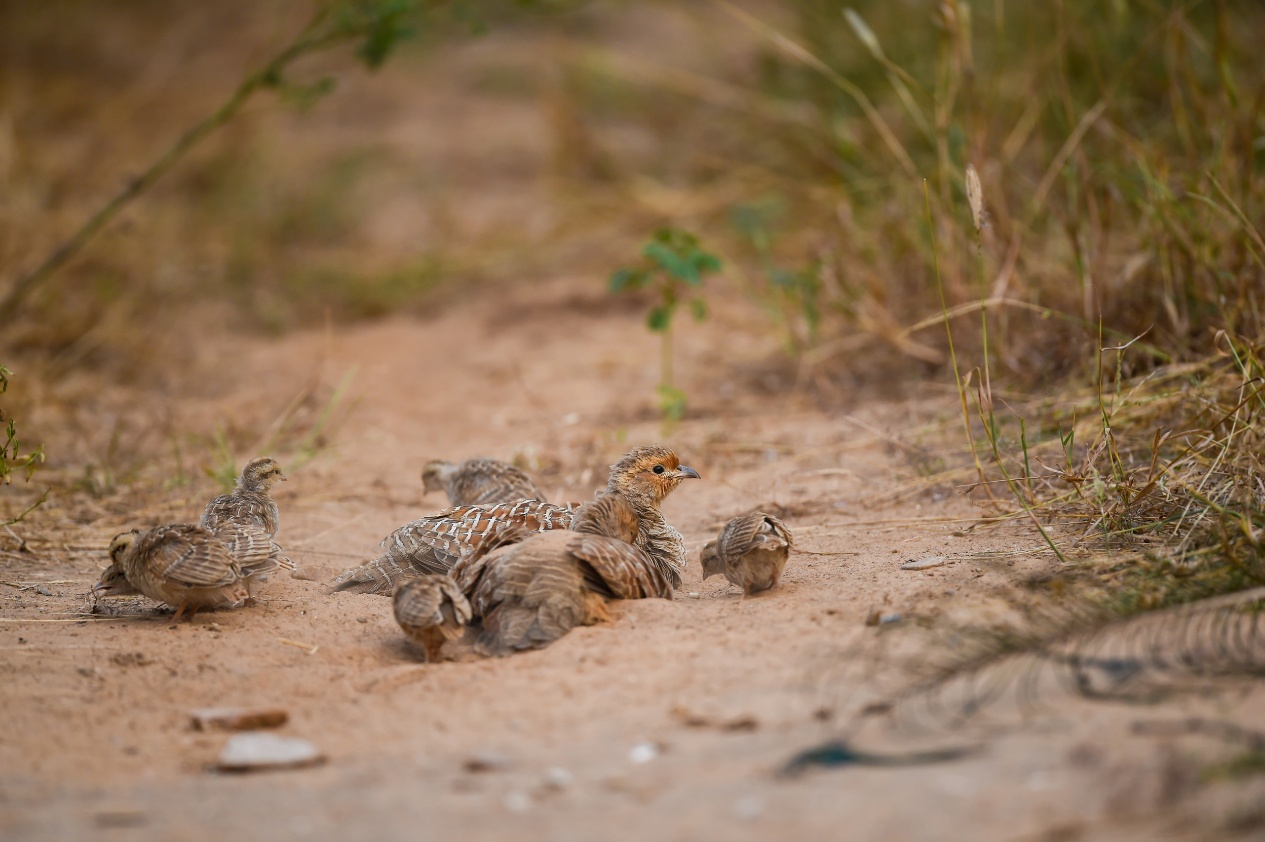 An adult Grey Partridge and their young laying in dirt between grassland.