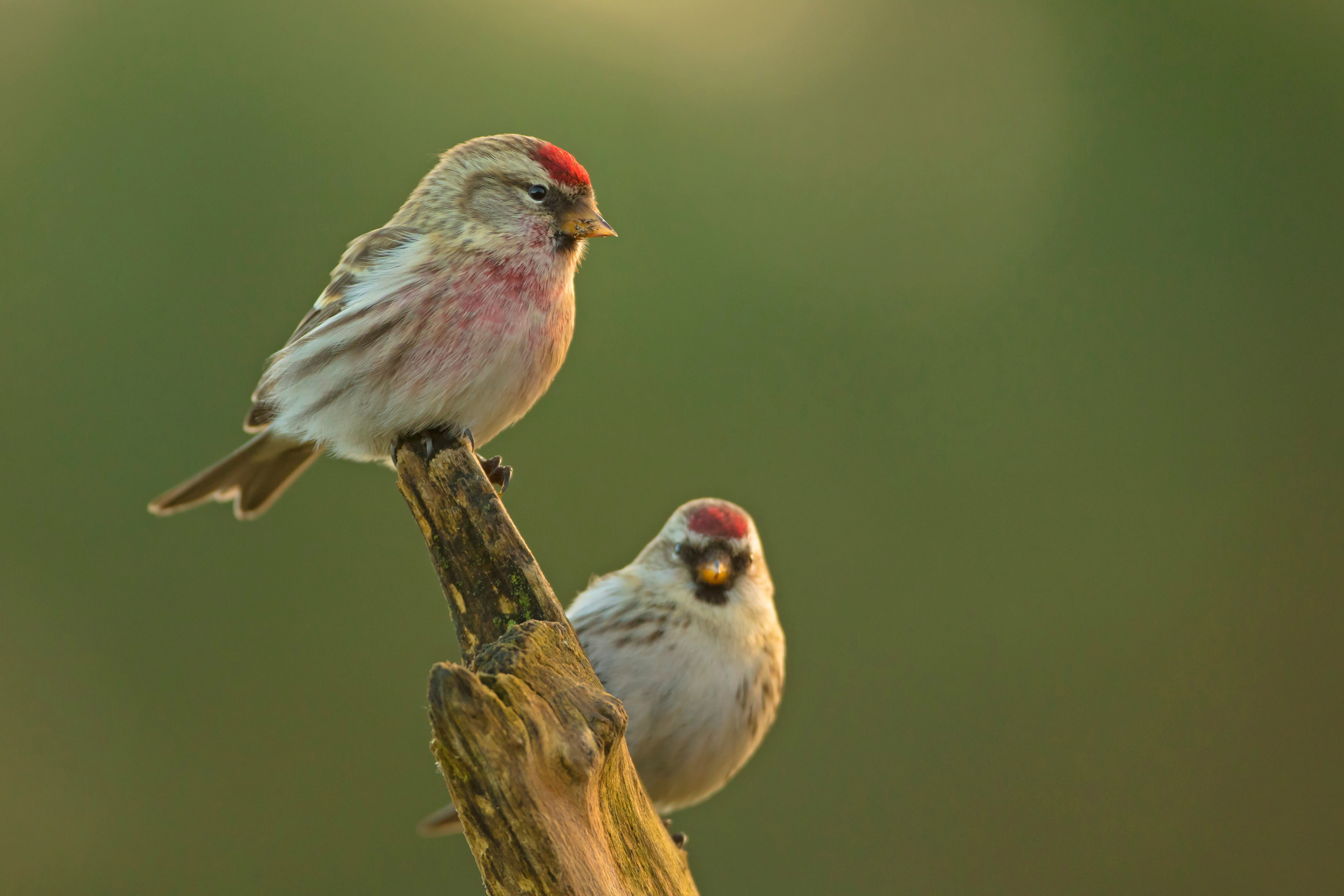 Two Redpolls sitting together on a branch.