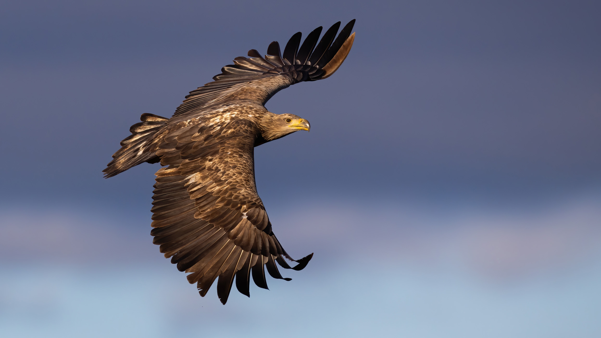 White-tailed Eagle in mid-flight with their wings spread in springtime in sunlight.