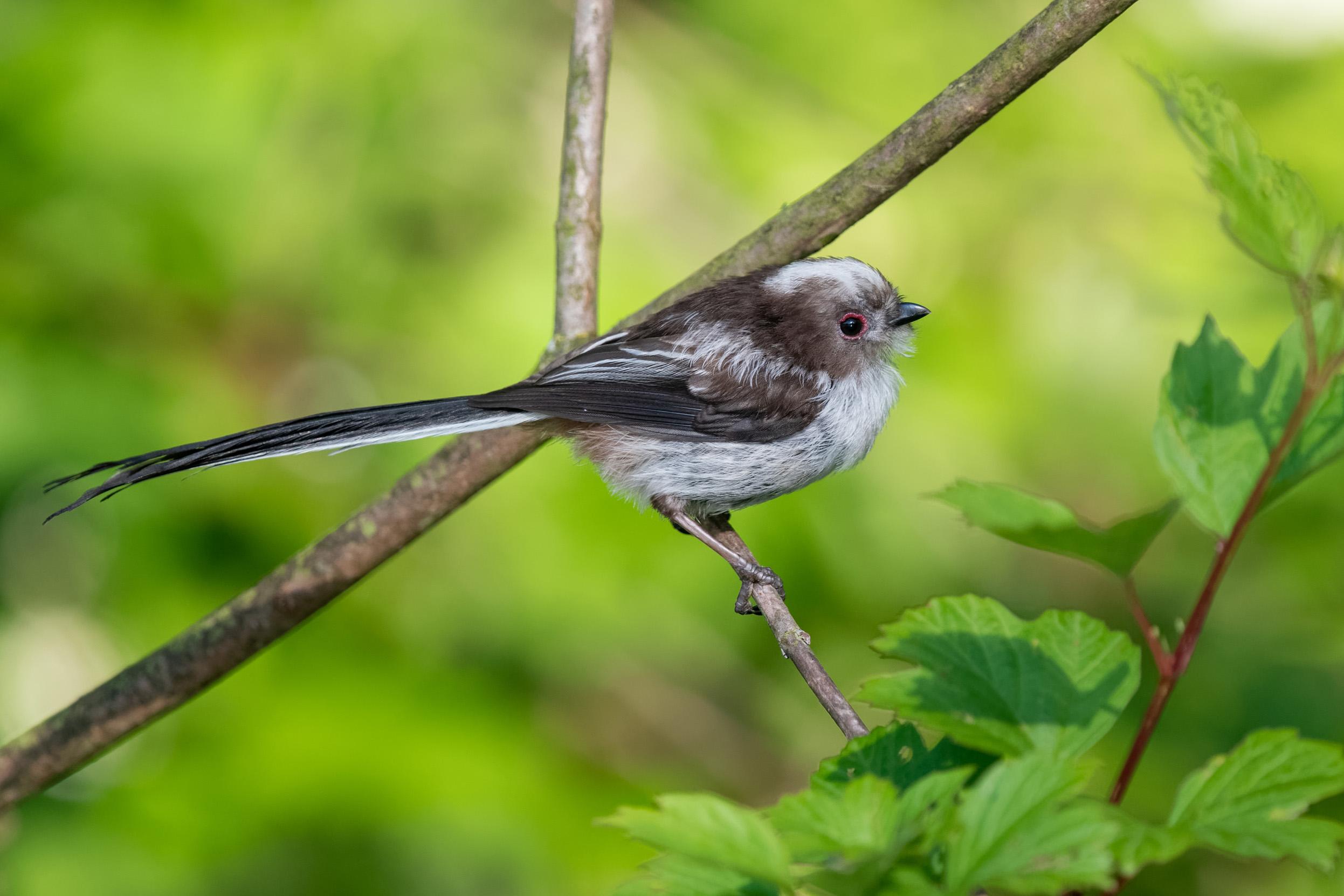 A lone juvenile Long Tailed Tit perched on a tree branch.