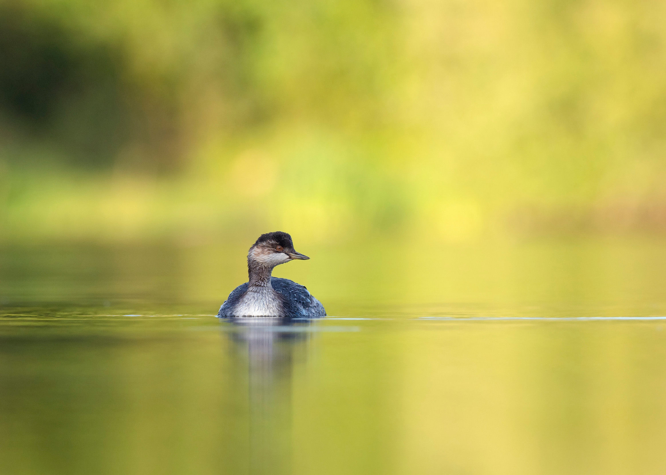 Black-necked Grebe in winter plumage swimming on a lake.