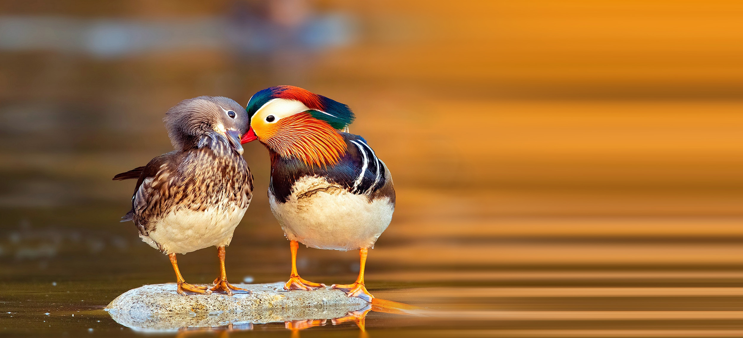 A male and female Mandarin Duck perched on a small rock in the middle of a lake.
