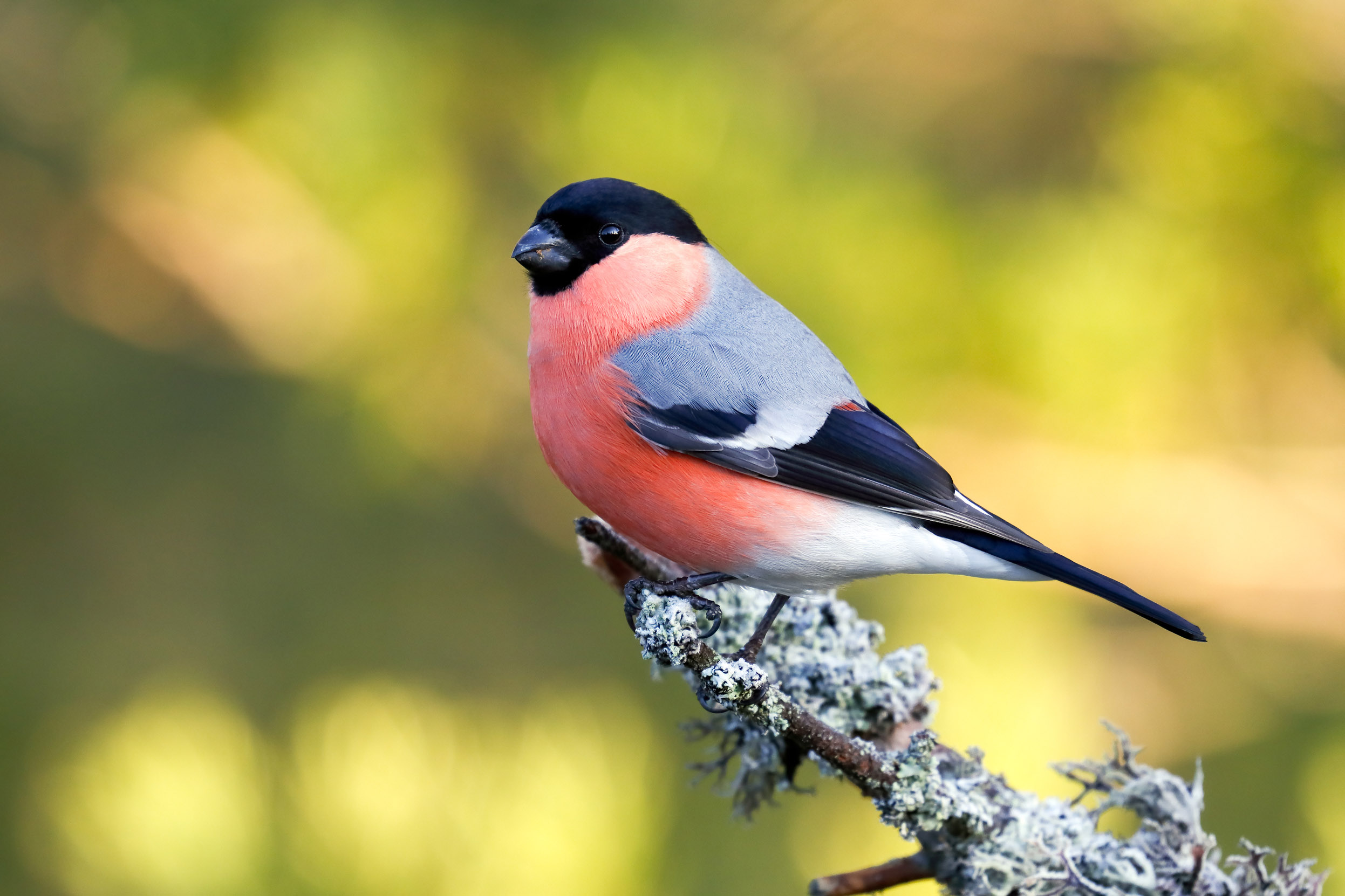 A male Bullfinch perched on a branch with sunlit greenery behind him