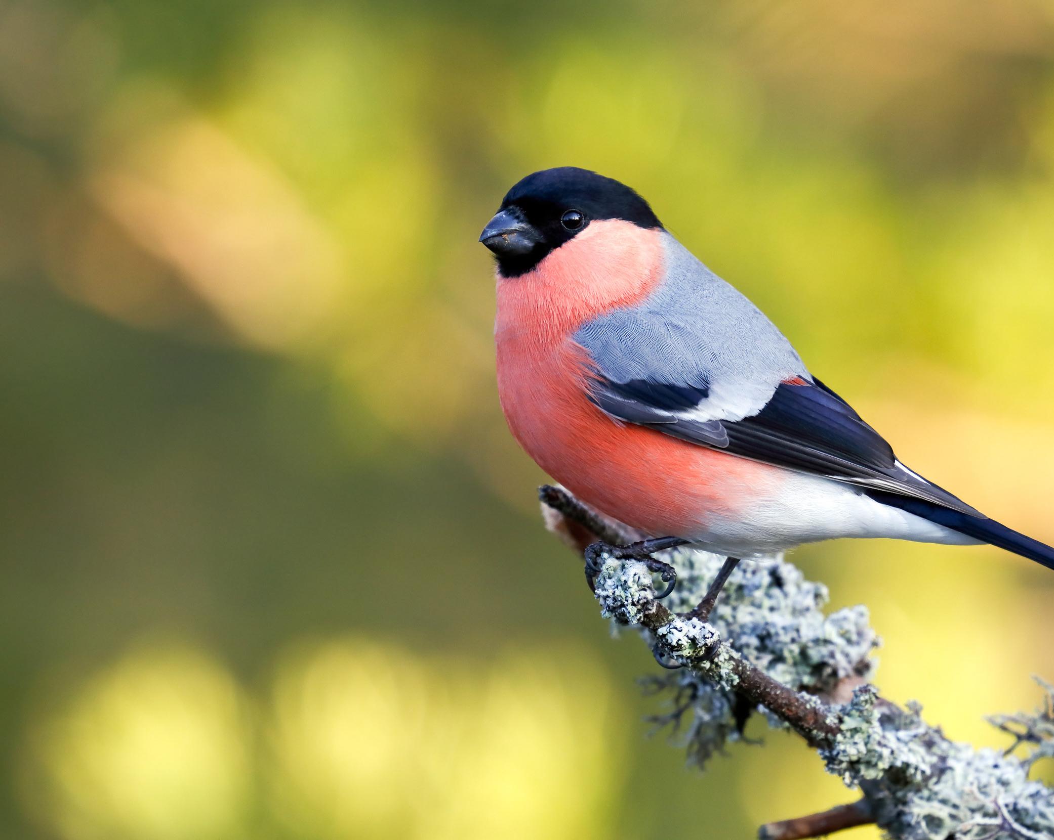 A male Bullfinch perched on a branch with sunlit greenery behind him