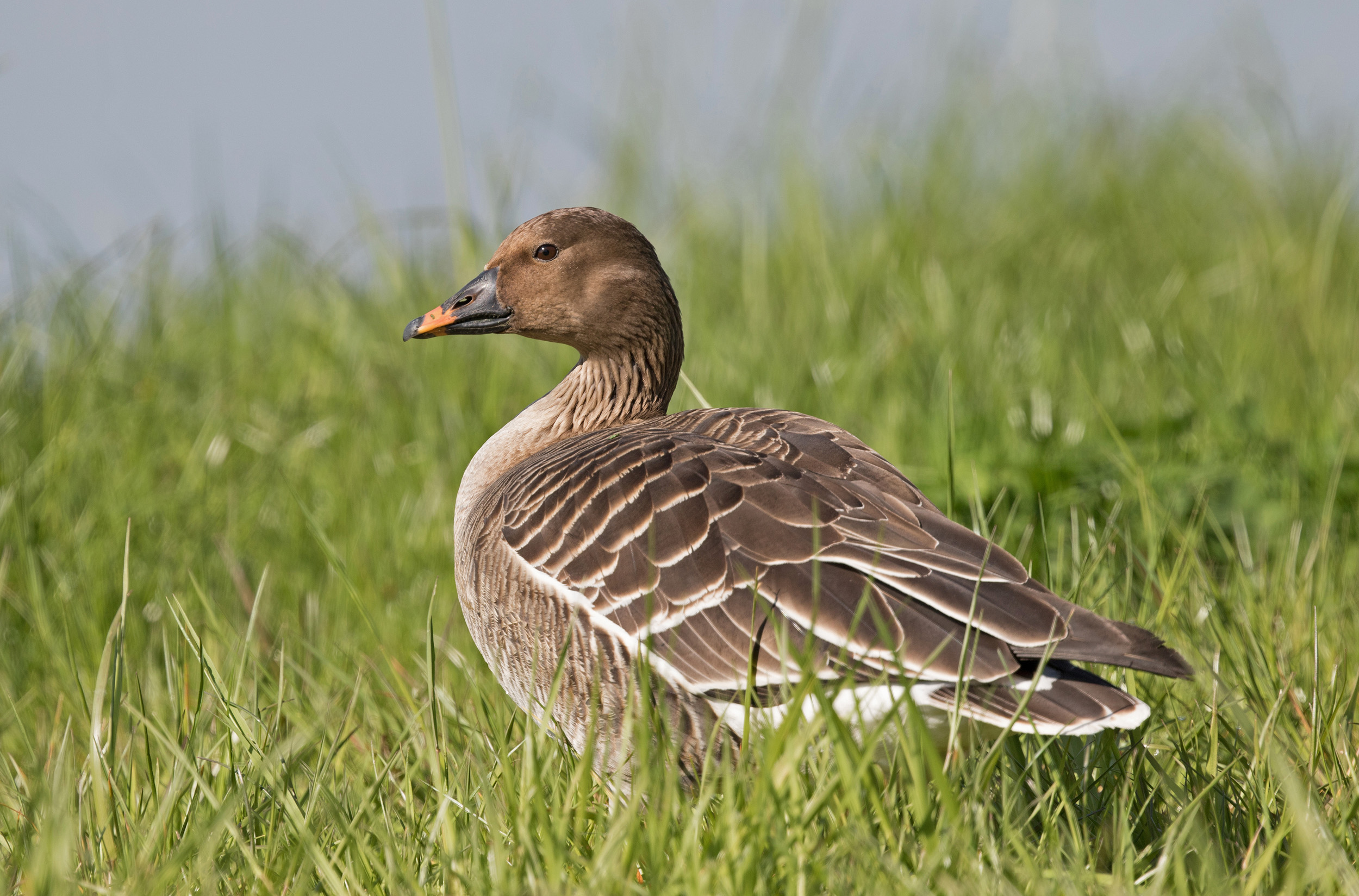 Lone Tundra Bean Goose perched in a grassy field next to water.