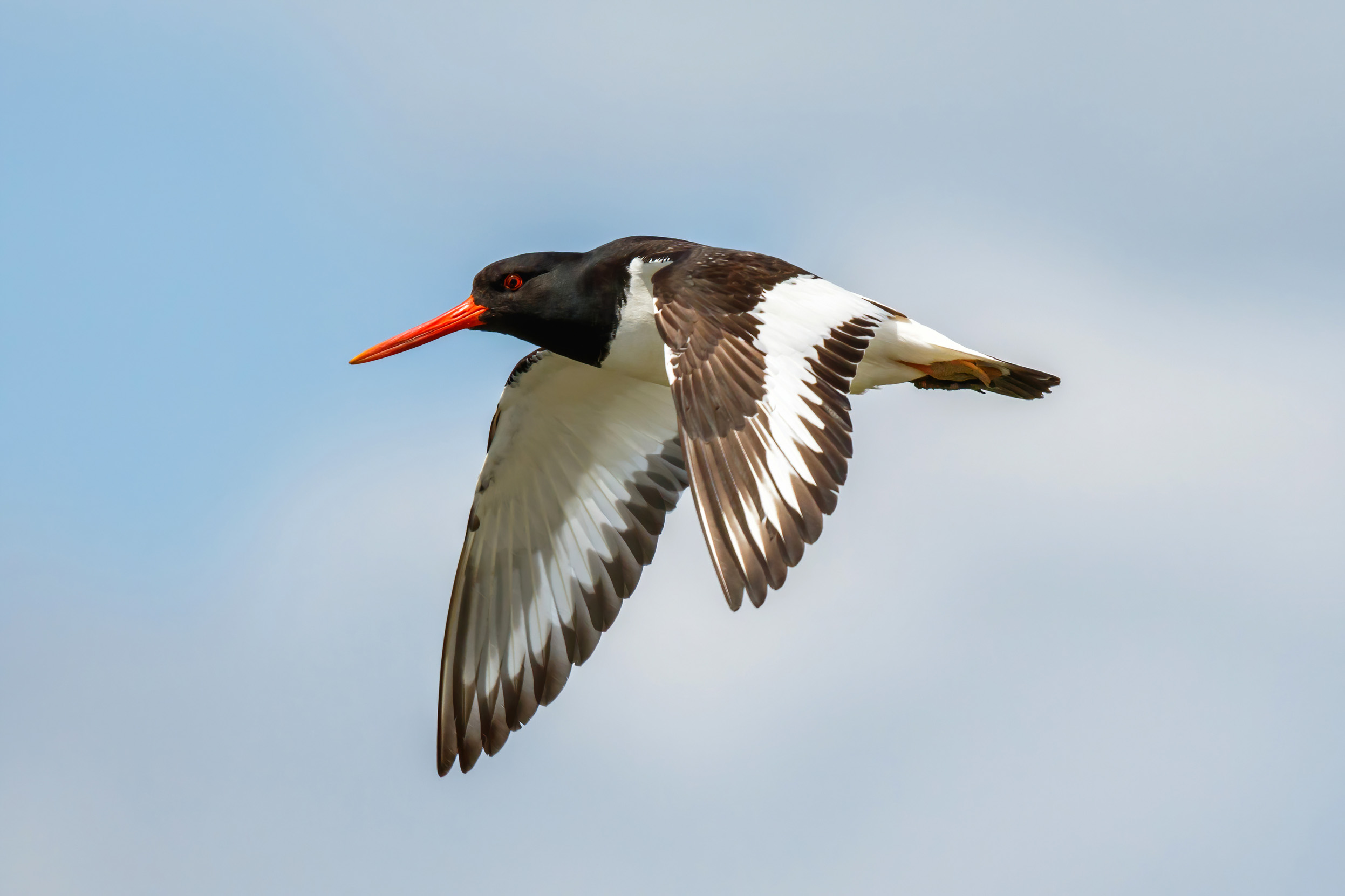 Lone Oystercatcher in flight, against a pale blue sky