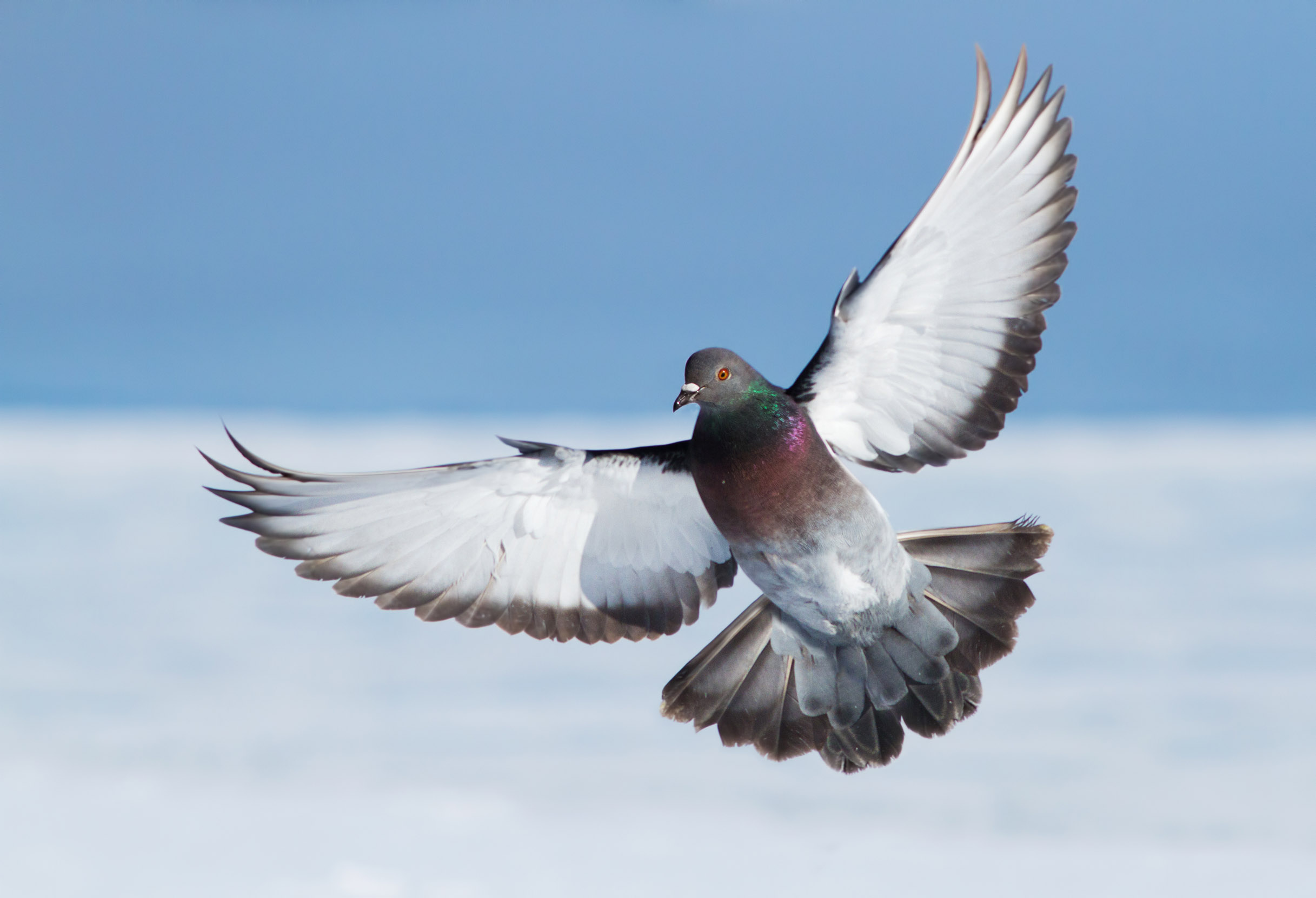 A Rock Dove, Pigeon, flying with wings splayed.
