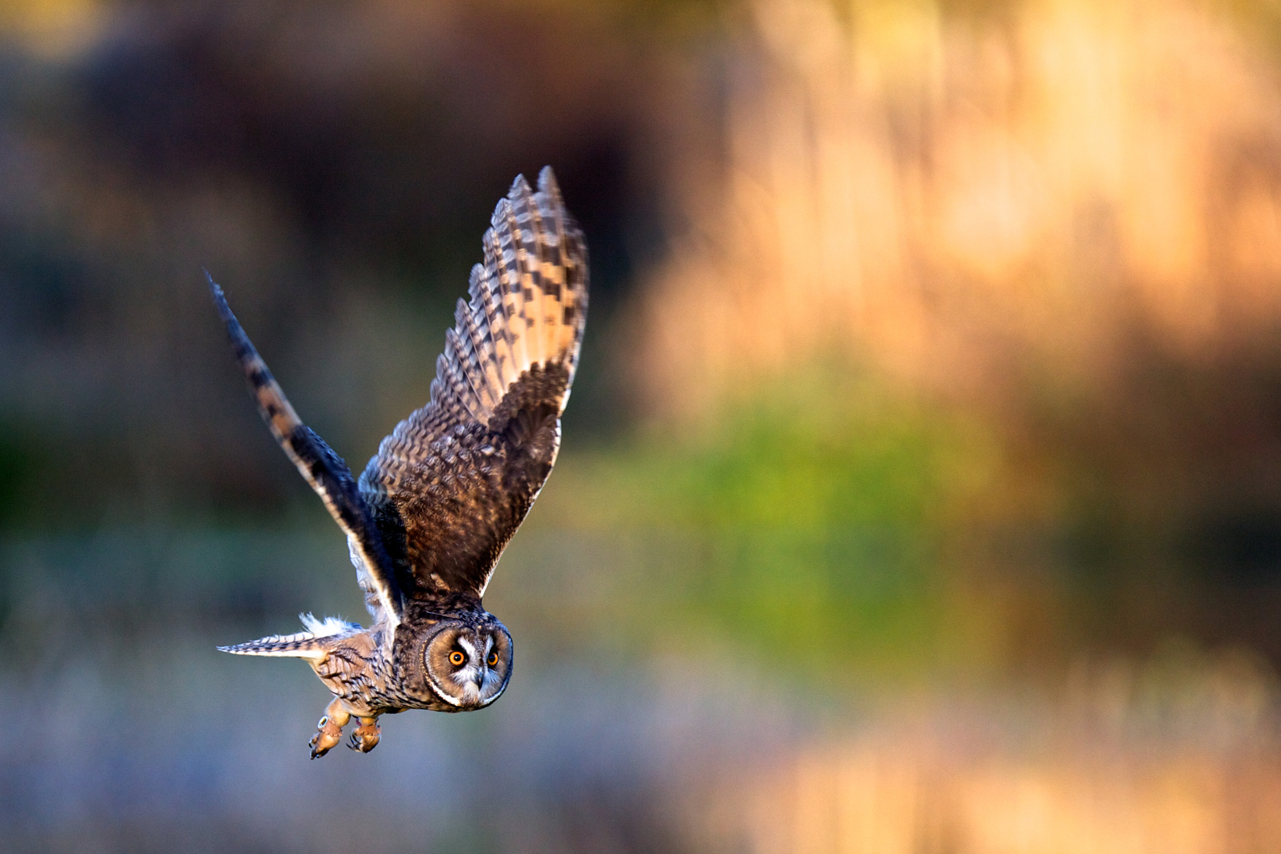 Long-eared Owl in mid-flight.