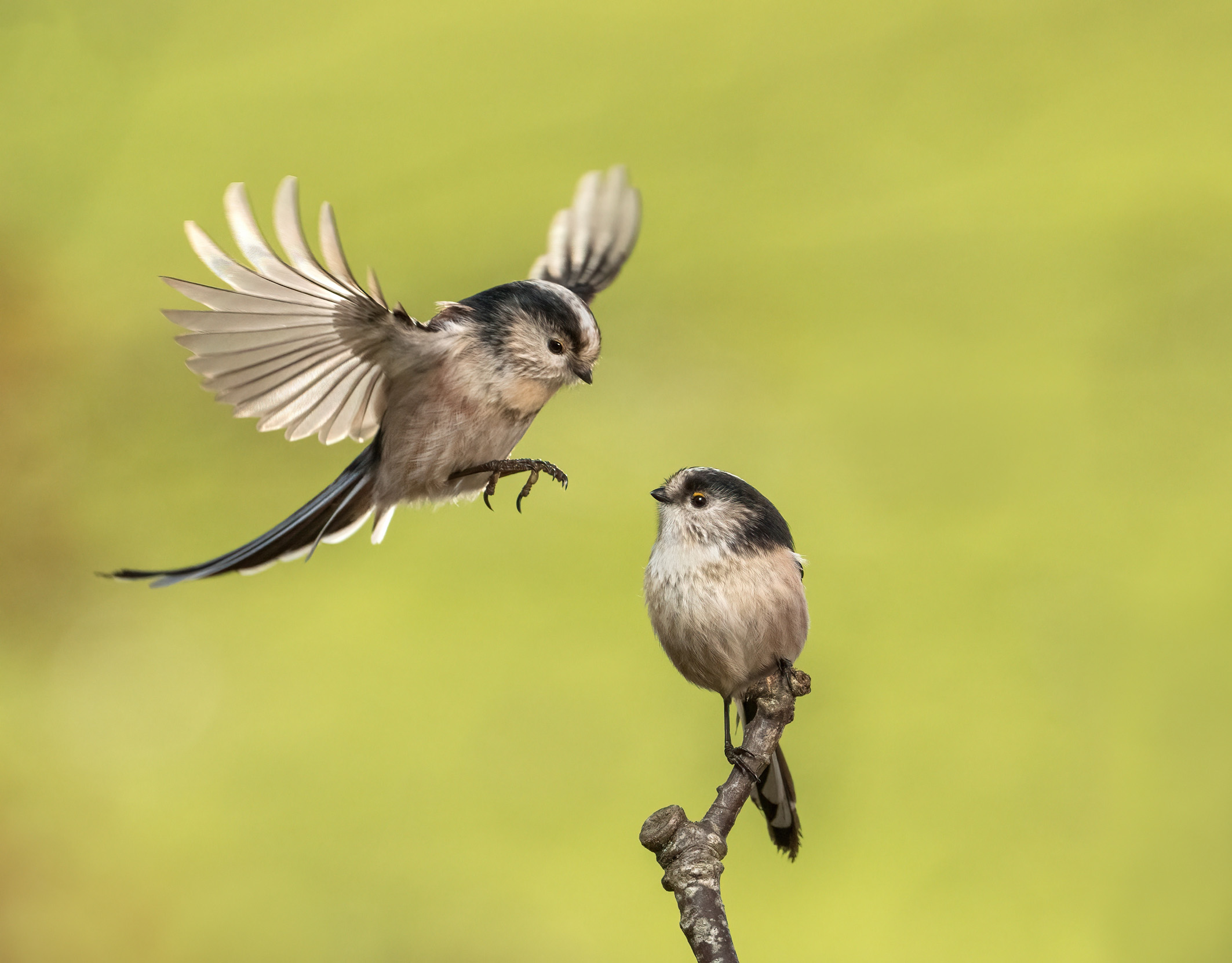 A pair of Long-tailed Tits, one perched on a twig and the other in flight, about to land.