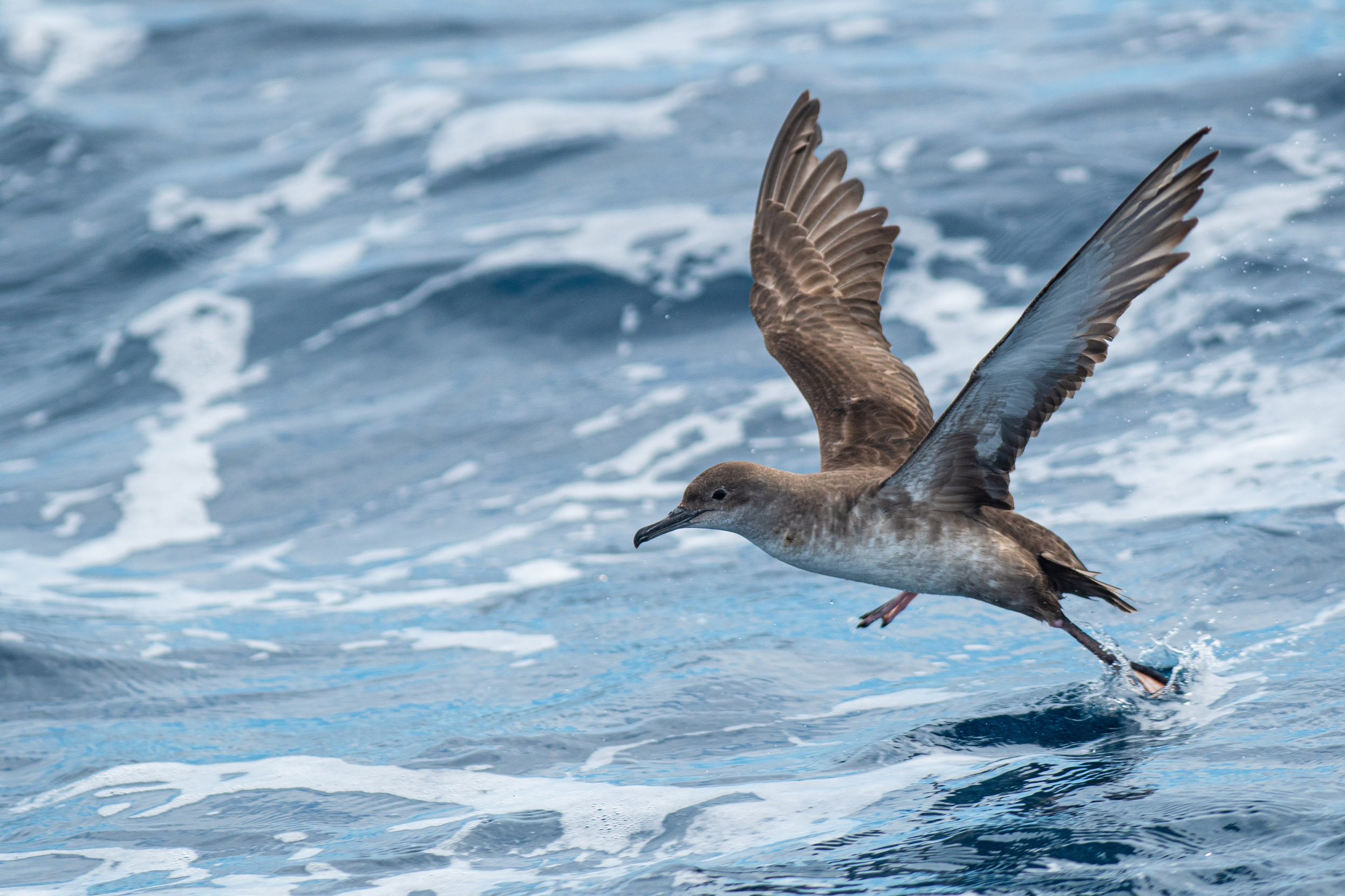 The Balearic Shearwater is flying over a blue sea with their feet touching the crashing waves.
