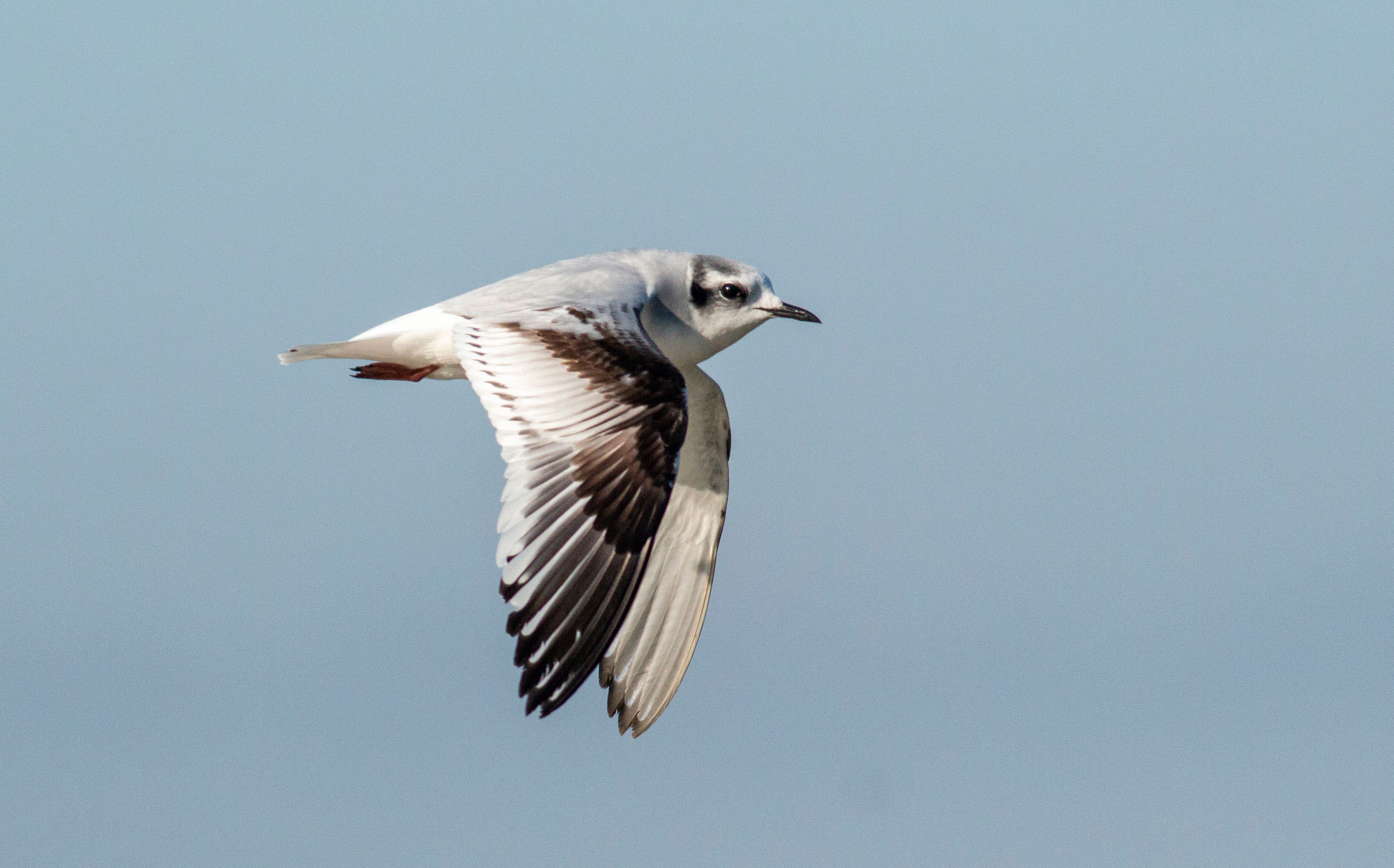 A Little Gull in winter plumage mid flight with their wings down.