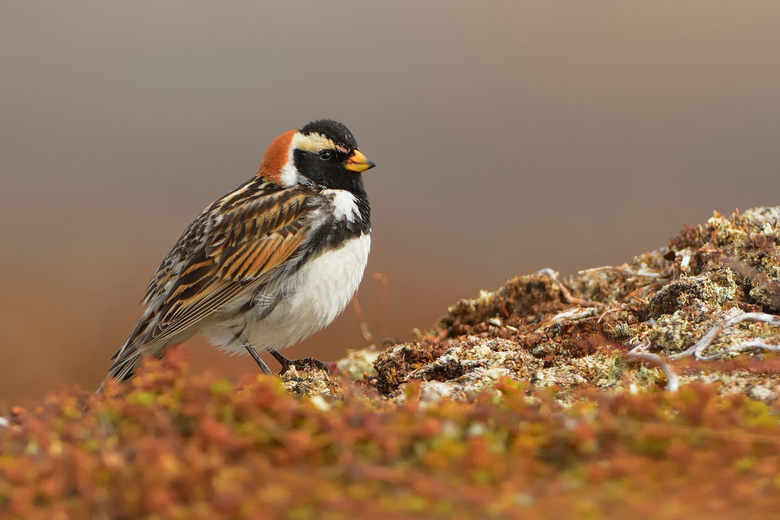 Lapland Bunting perched on a rock covered in orange lichen.