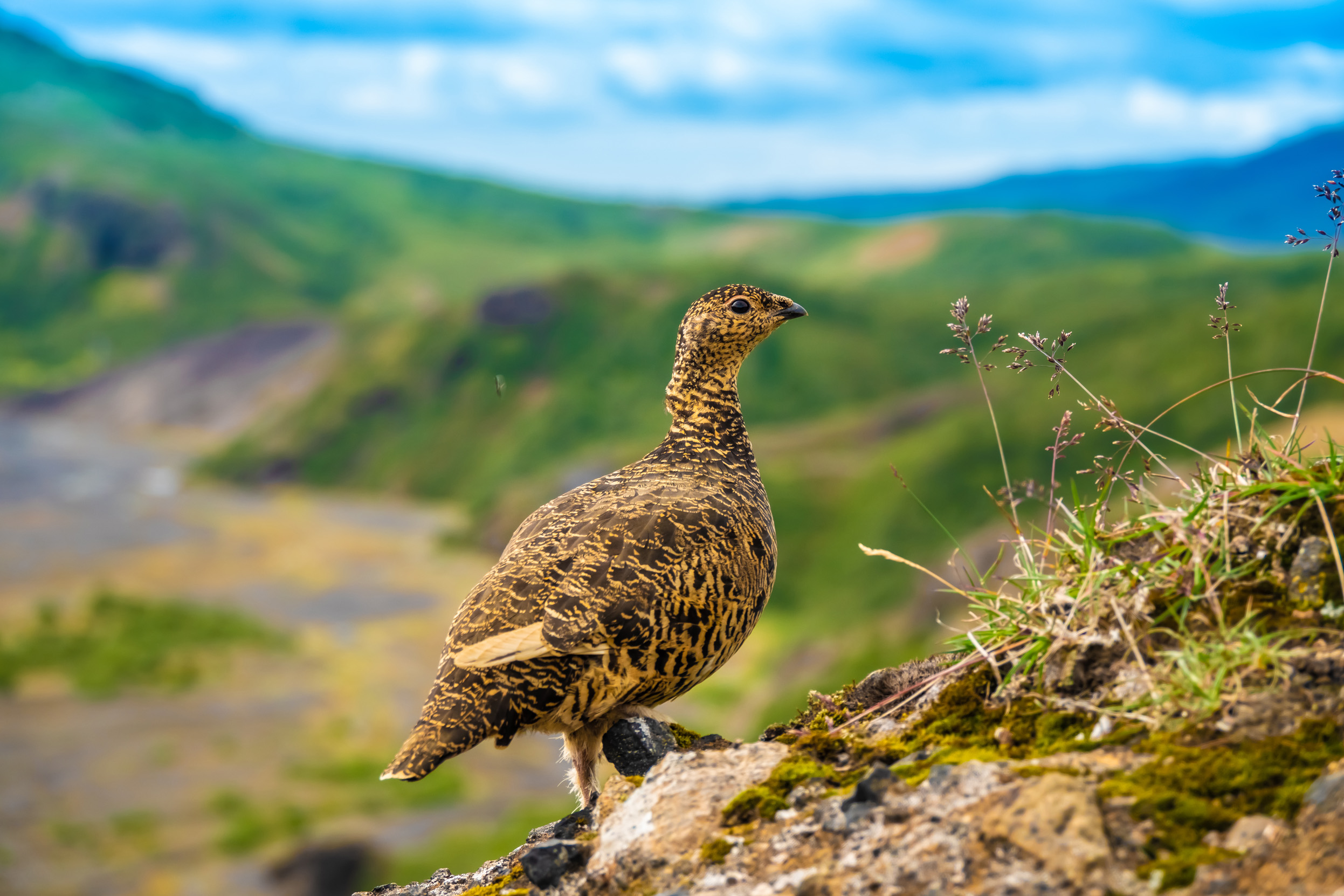 A lone Ptarmigan in summer plumage stood on a grass covered rock with mountains in the background.