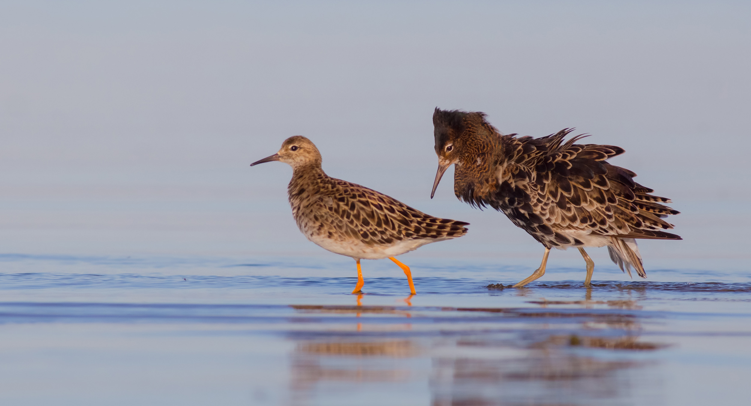 A male and female Ruff walking through shallow water. 