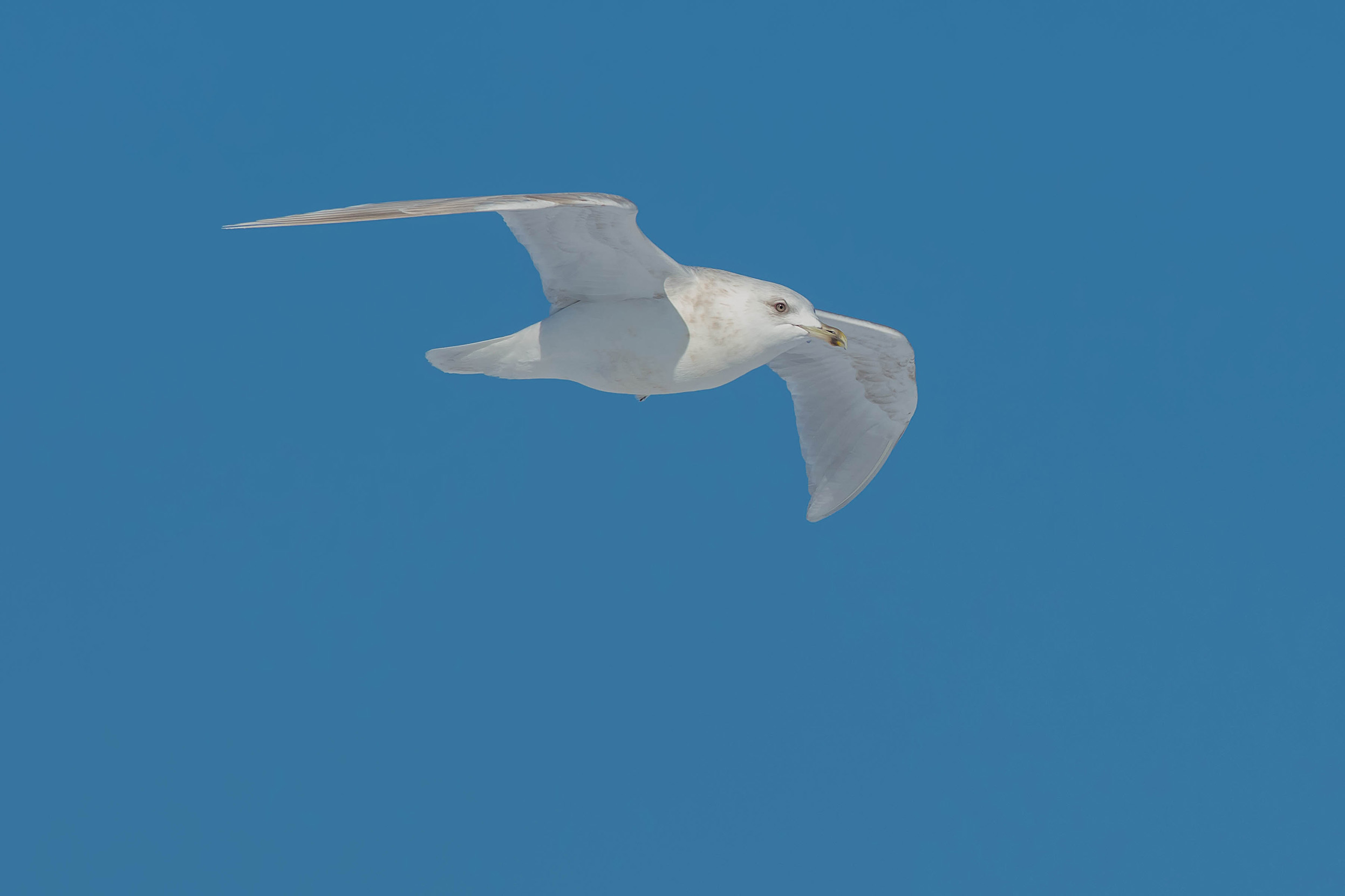 A lone Iceland Gull soaring across a clear blue sky.
