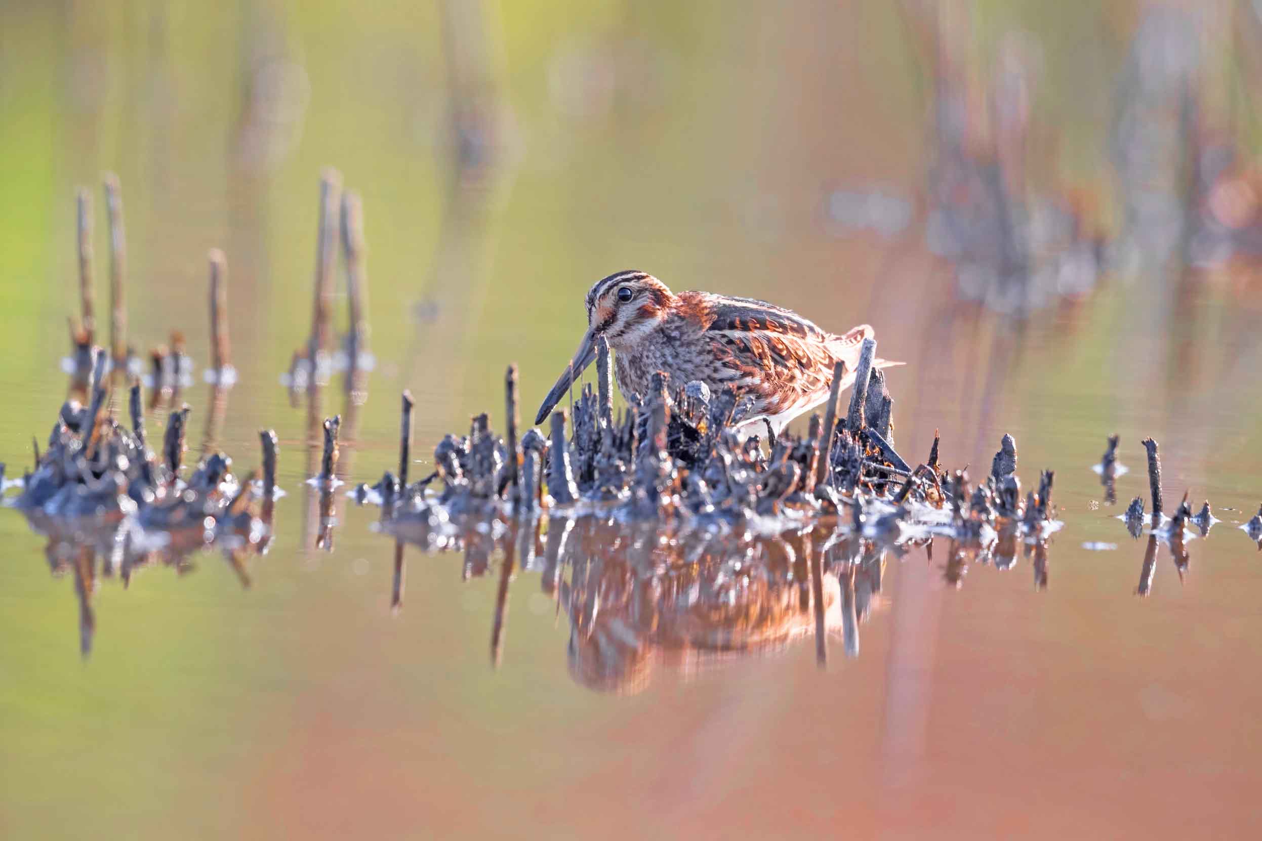 A lone Jack Snipe perched on reeds in water.