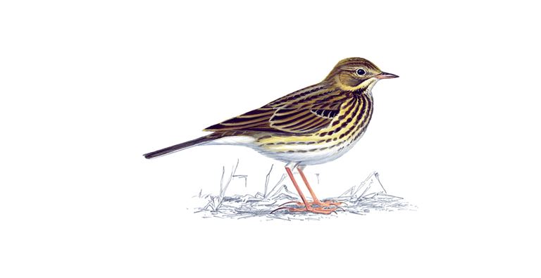 An illustration of a Meadow Pipit.