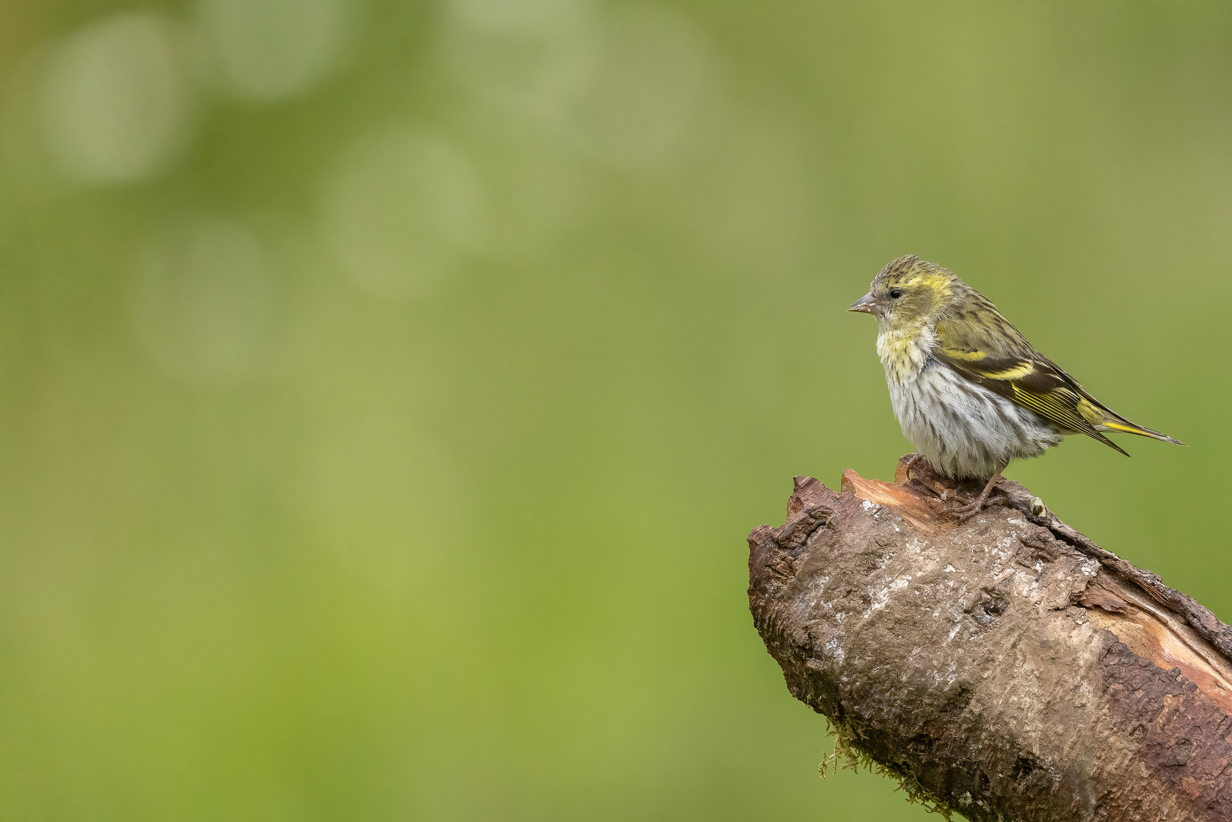 A lone female Siskin perched on the end of a log.