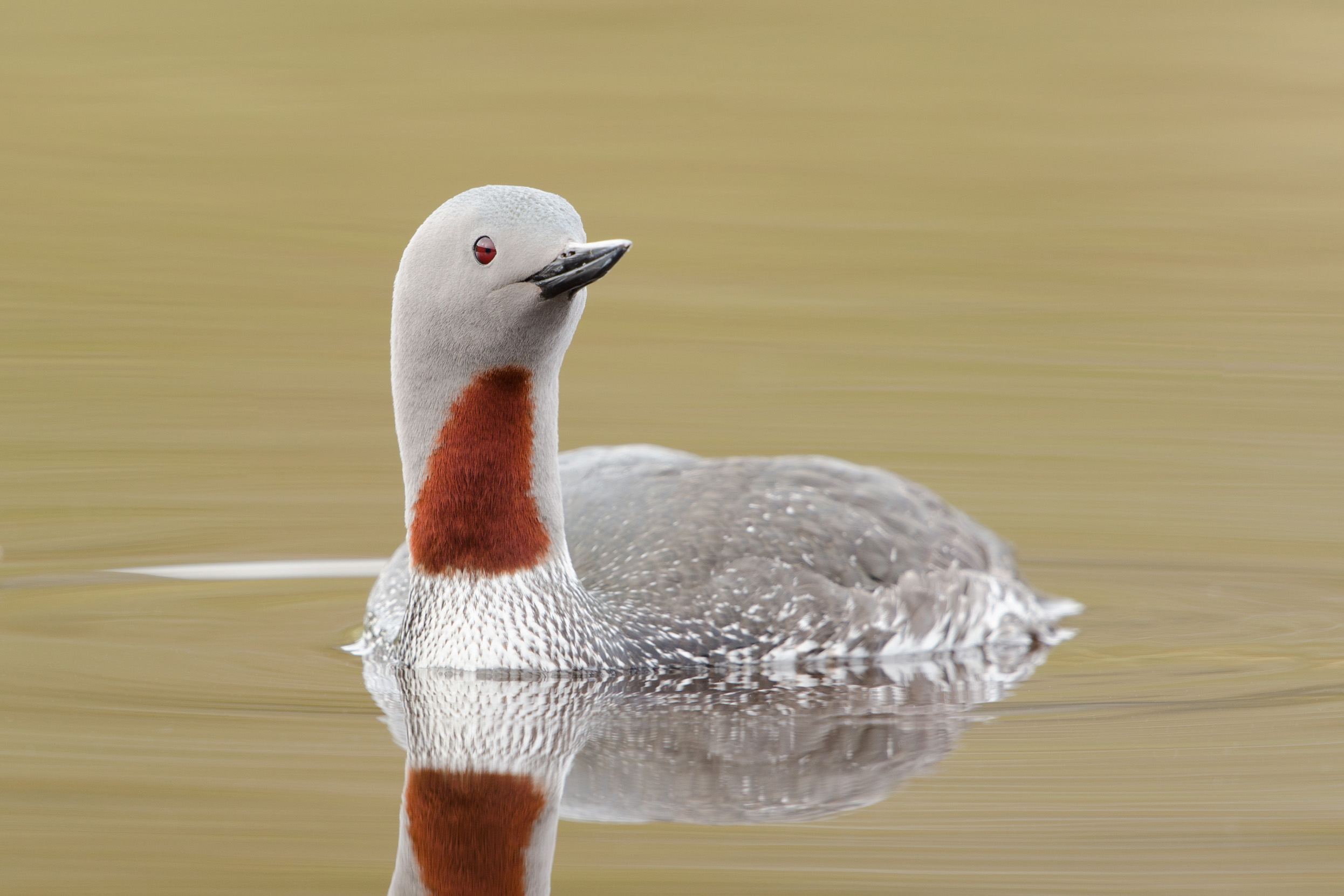 Red-throated Diver in summer plumage swimming in a body of water.