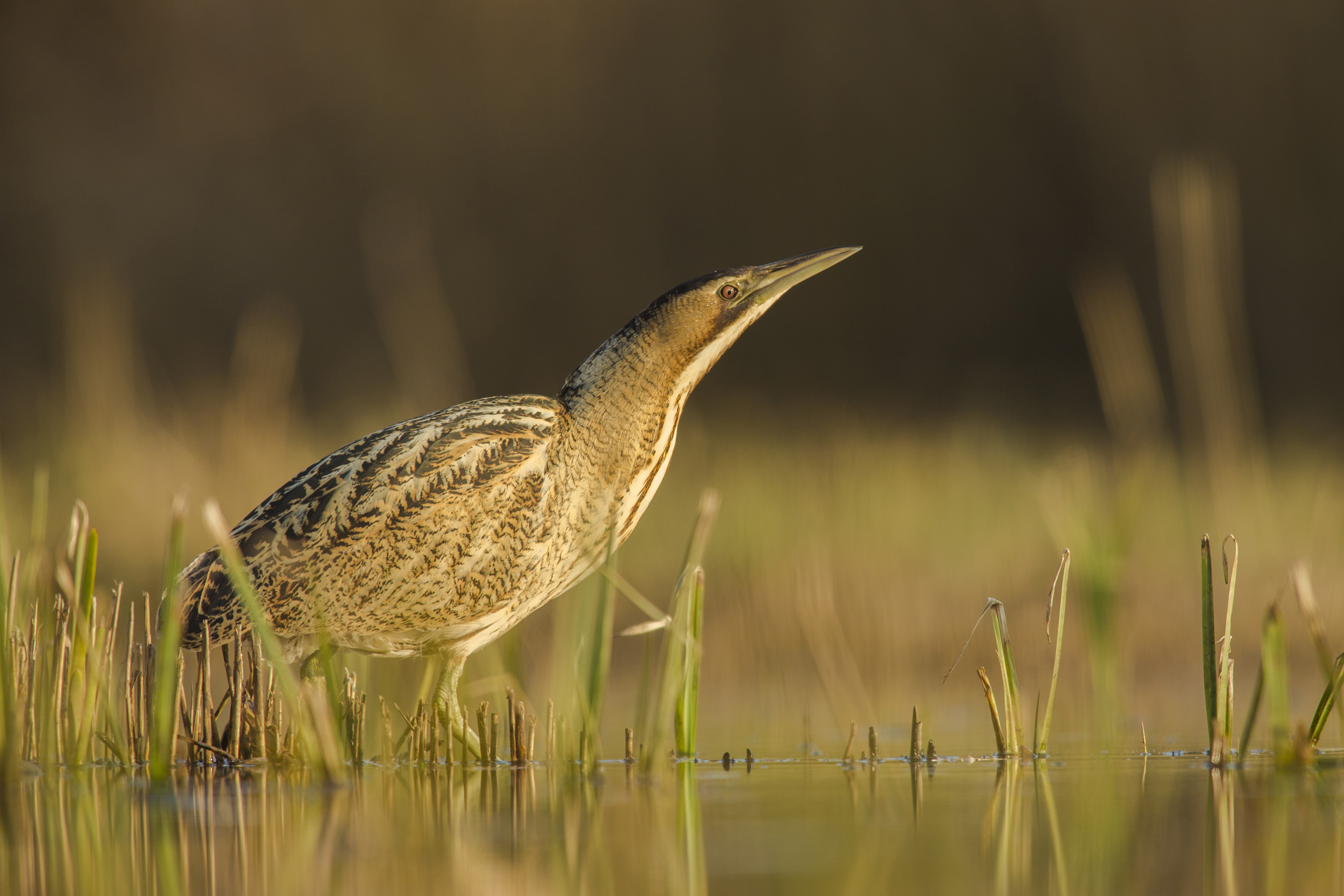 Lone Bittern stalking prey in a reed lined lake