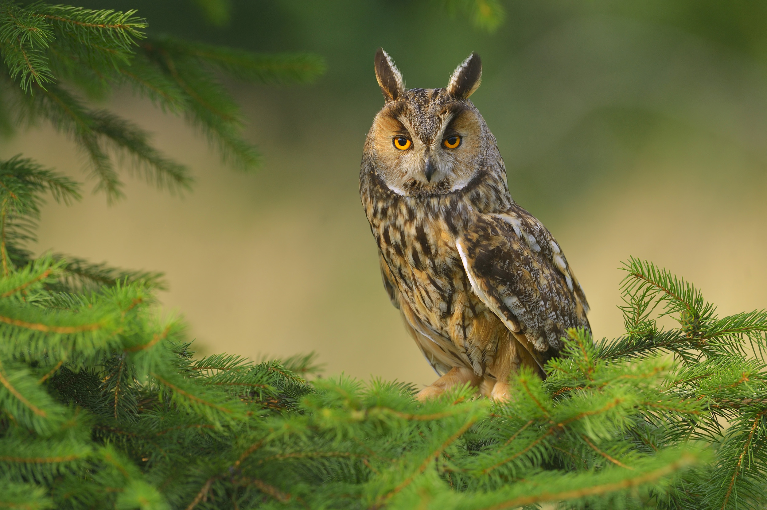 Long Eared Owl perched in a tree.