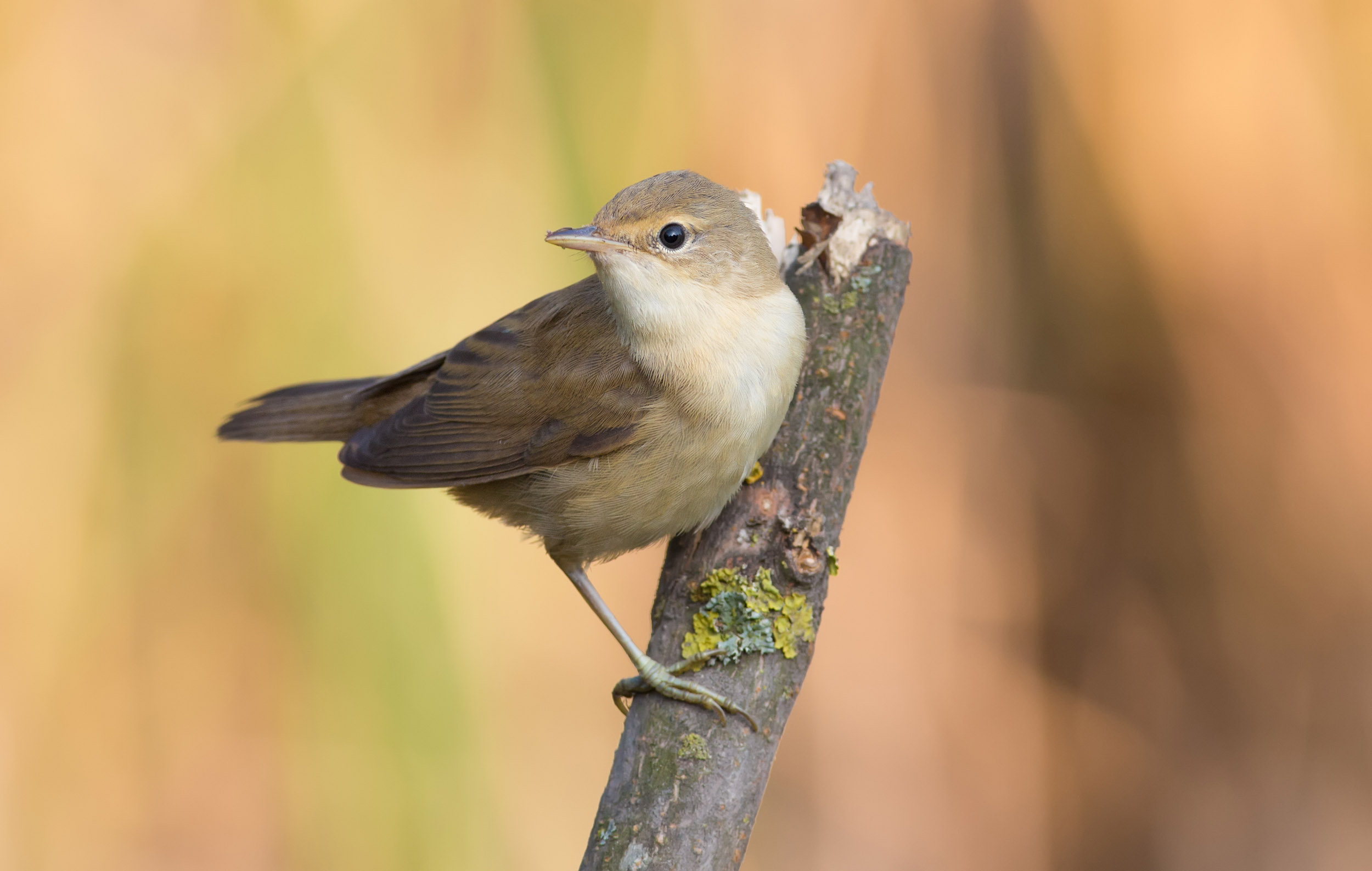 A Reed Warbler perched on a branch.