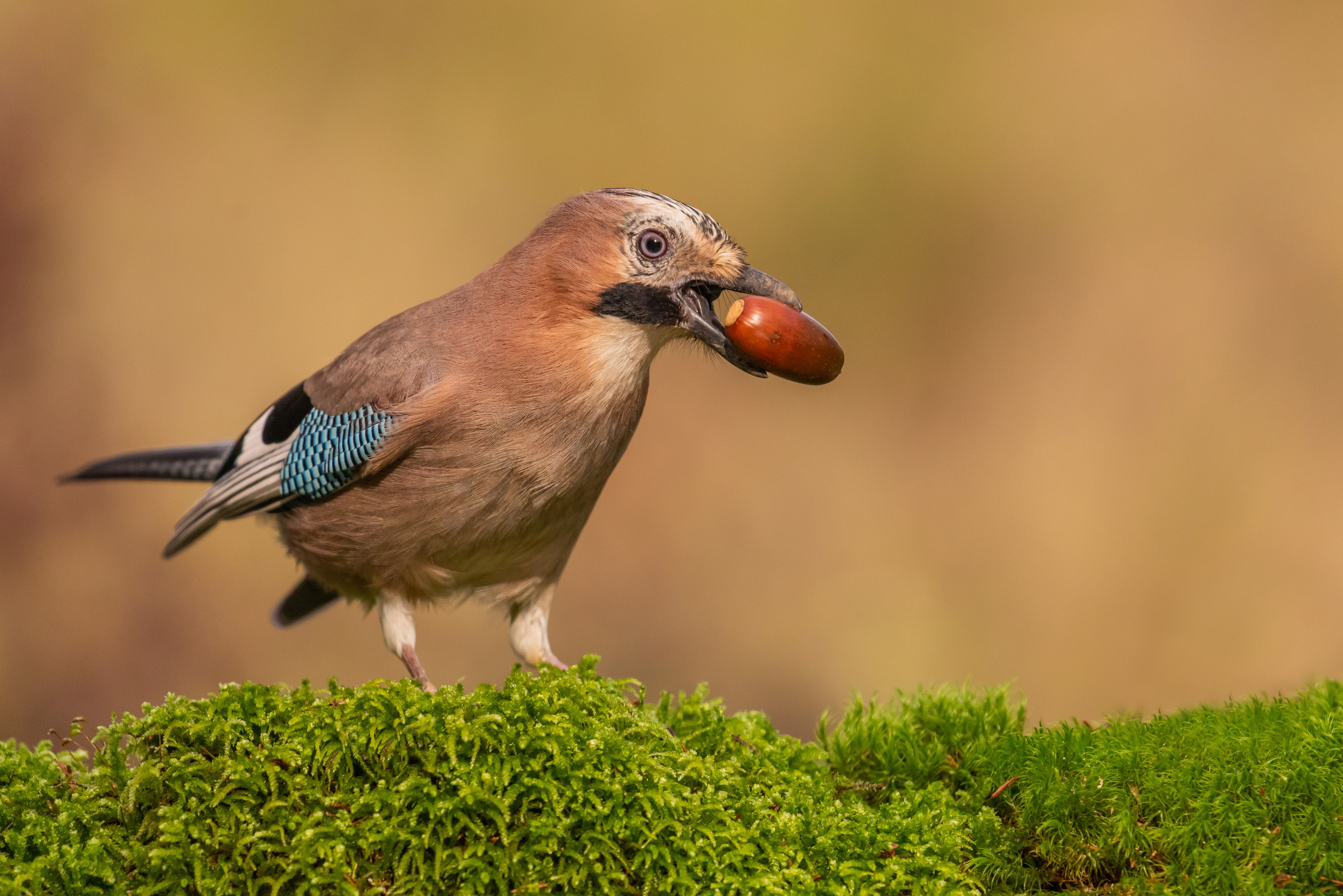 A lone Jay perched on a moss covered log with an acorn in it's mouth.