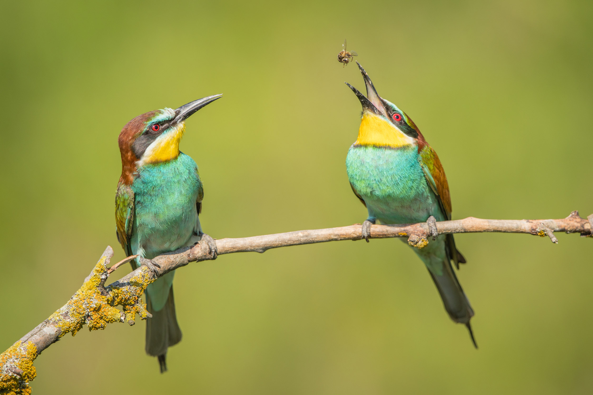 A pair of Bee-Eaters perched on a branch playing with a bee.