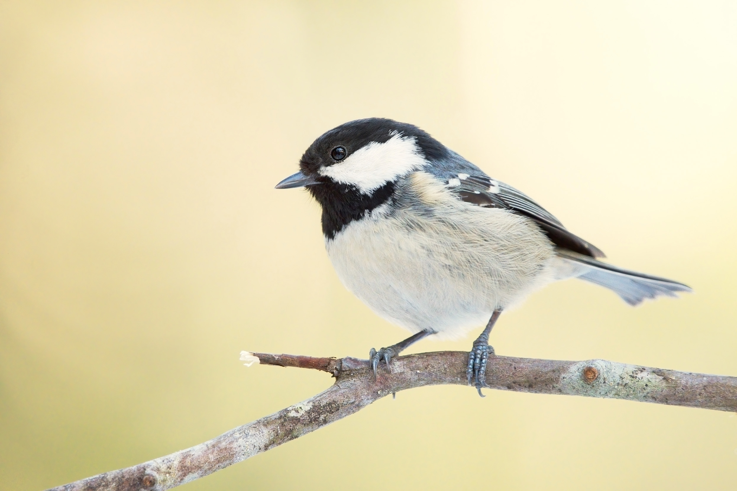 Coal Tit perched by themselves on a branch.