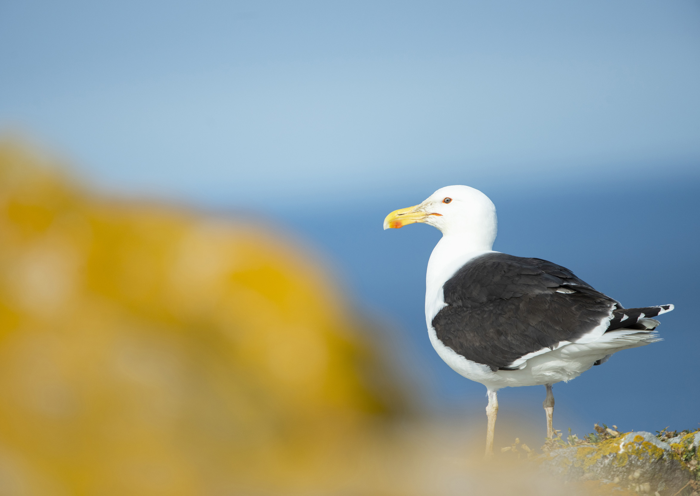 Great Black-backed Gull on cliff edge looking out to sea.