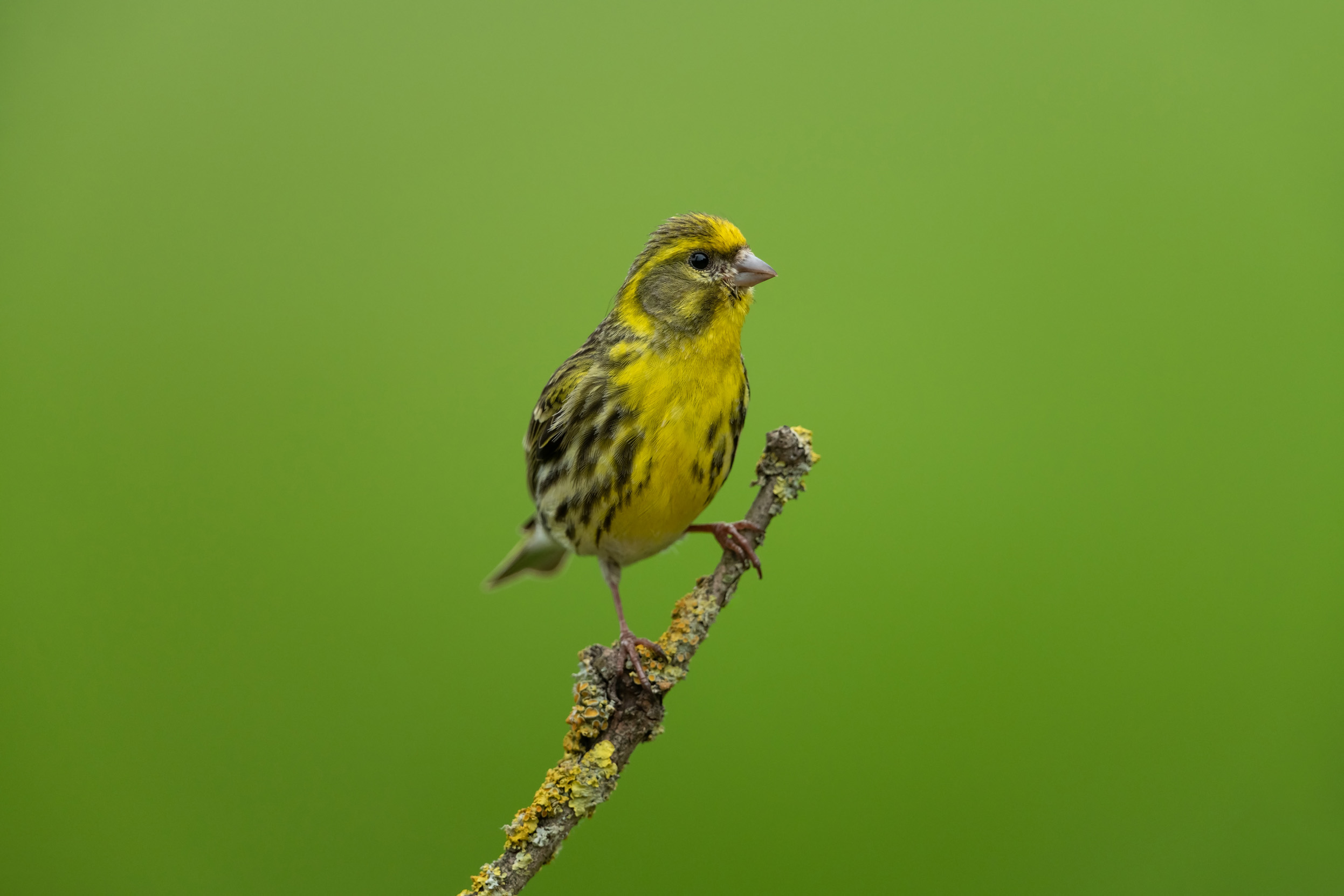 A lone Serin perched on a branch.