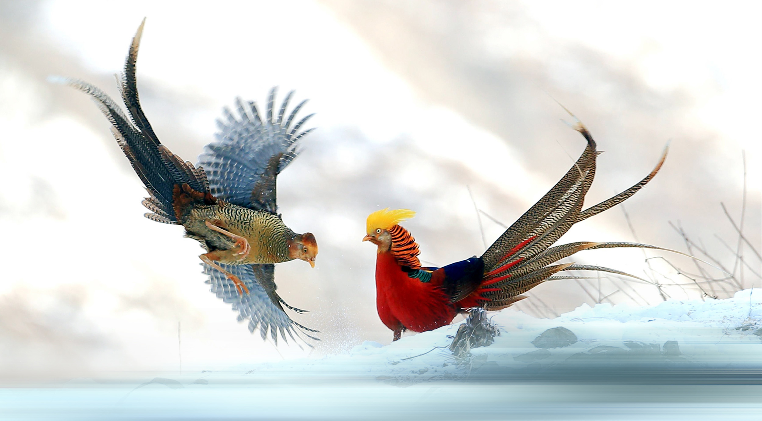A male and female Golden Pheasant flapping their wings with a snow covered background.