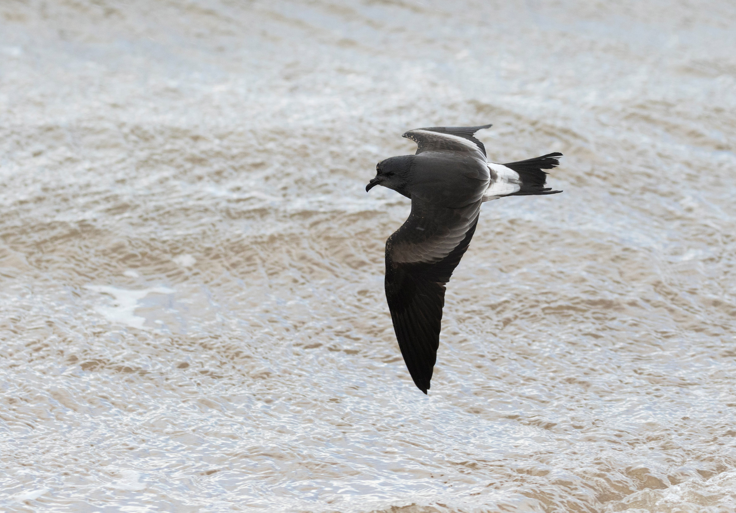 A lone Leach's Petrel flying low over the sea.