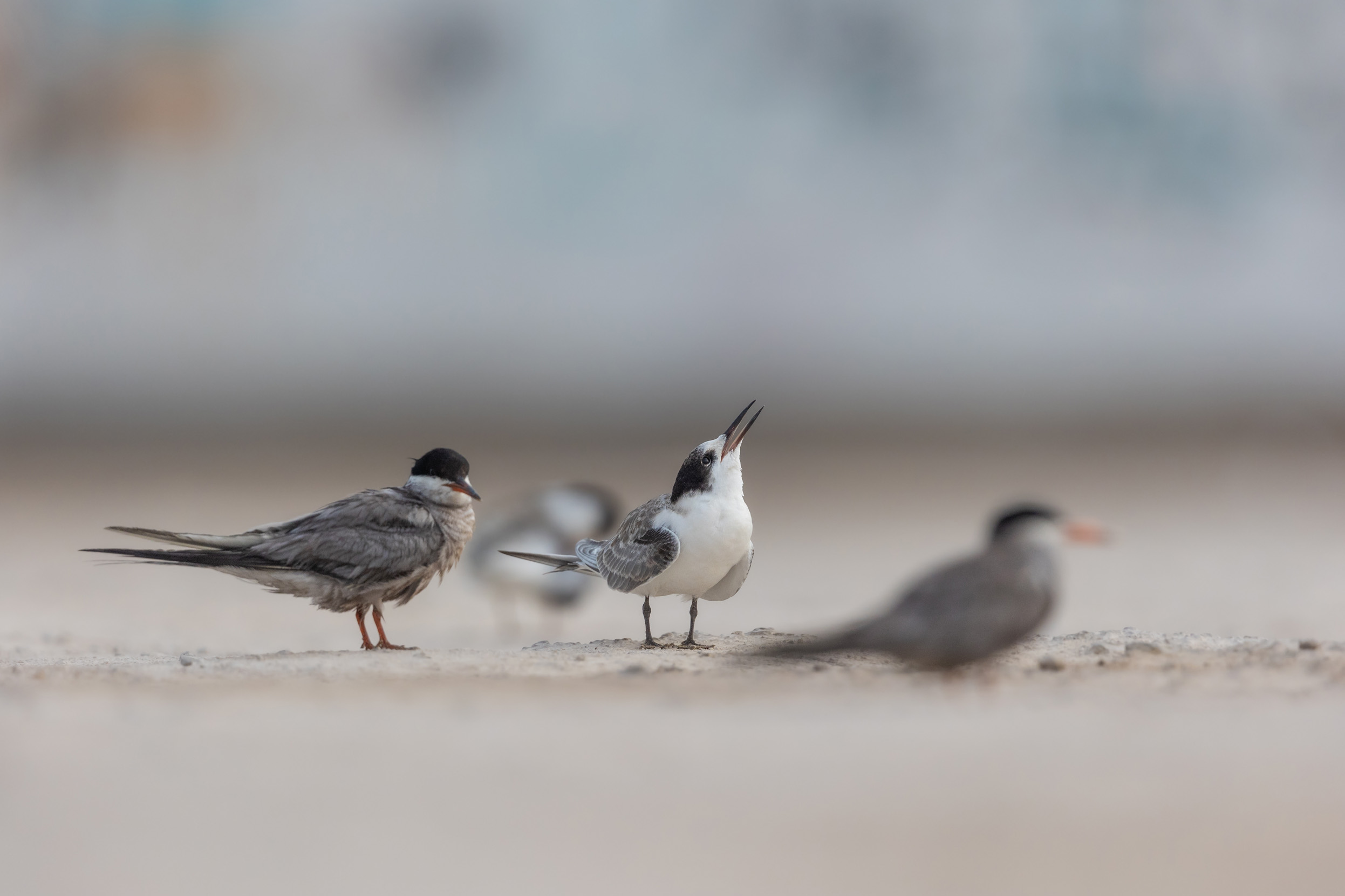 A group of four juvenile Common Turns on a beach looking towards the sky.