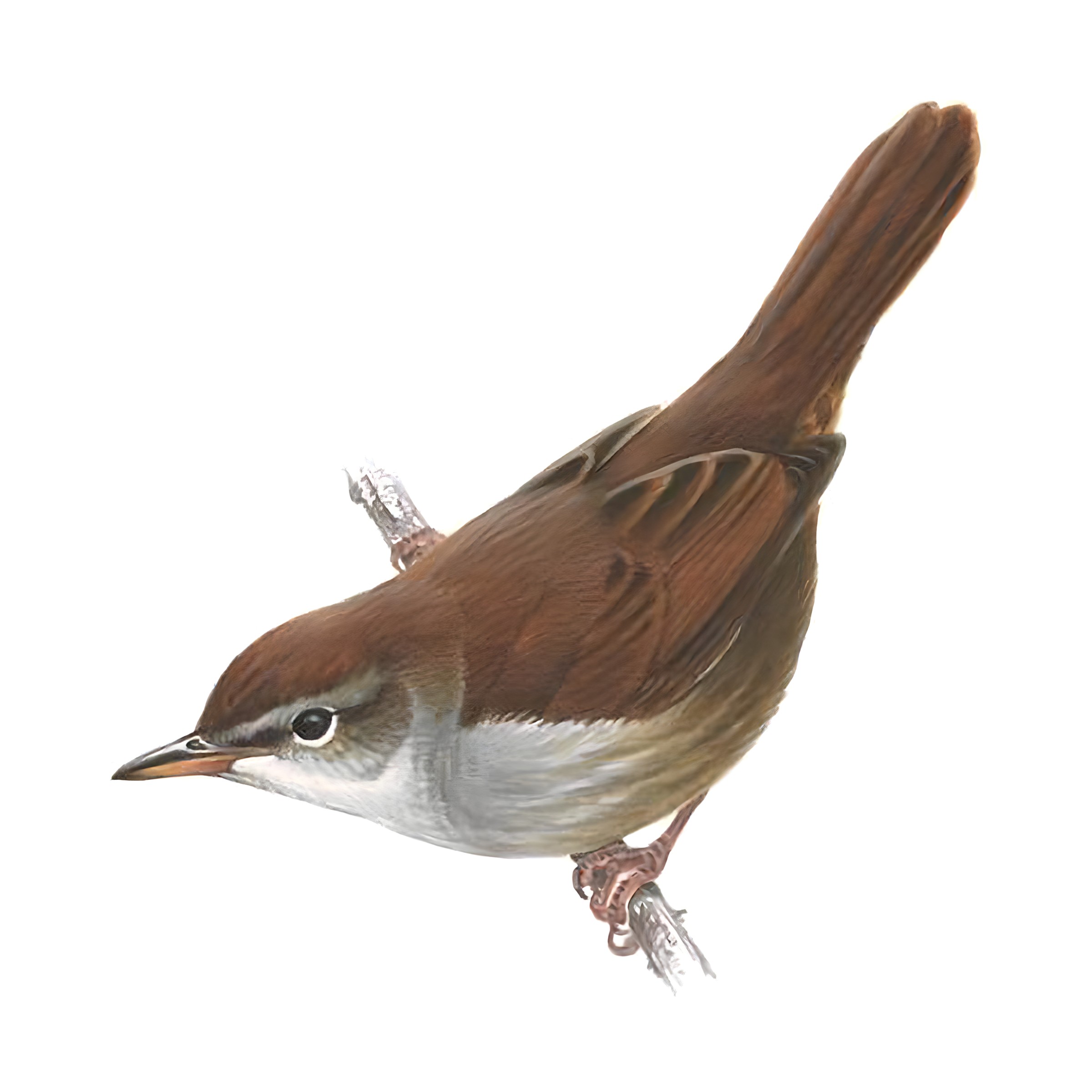 CETTI