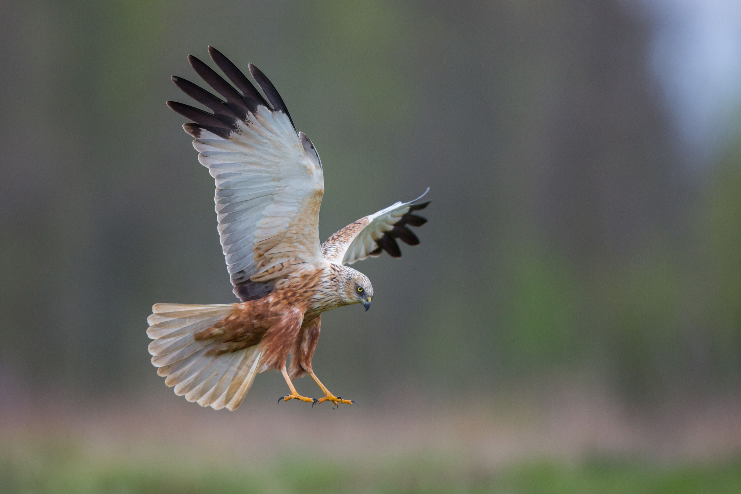 A male Marsh Harrier about to land on grass.