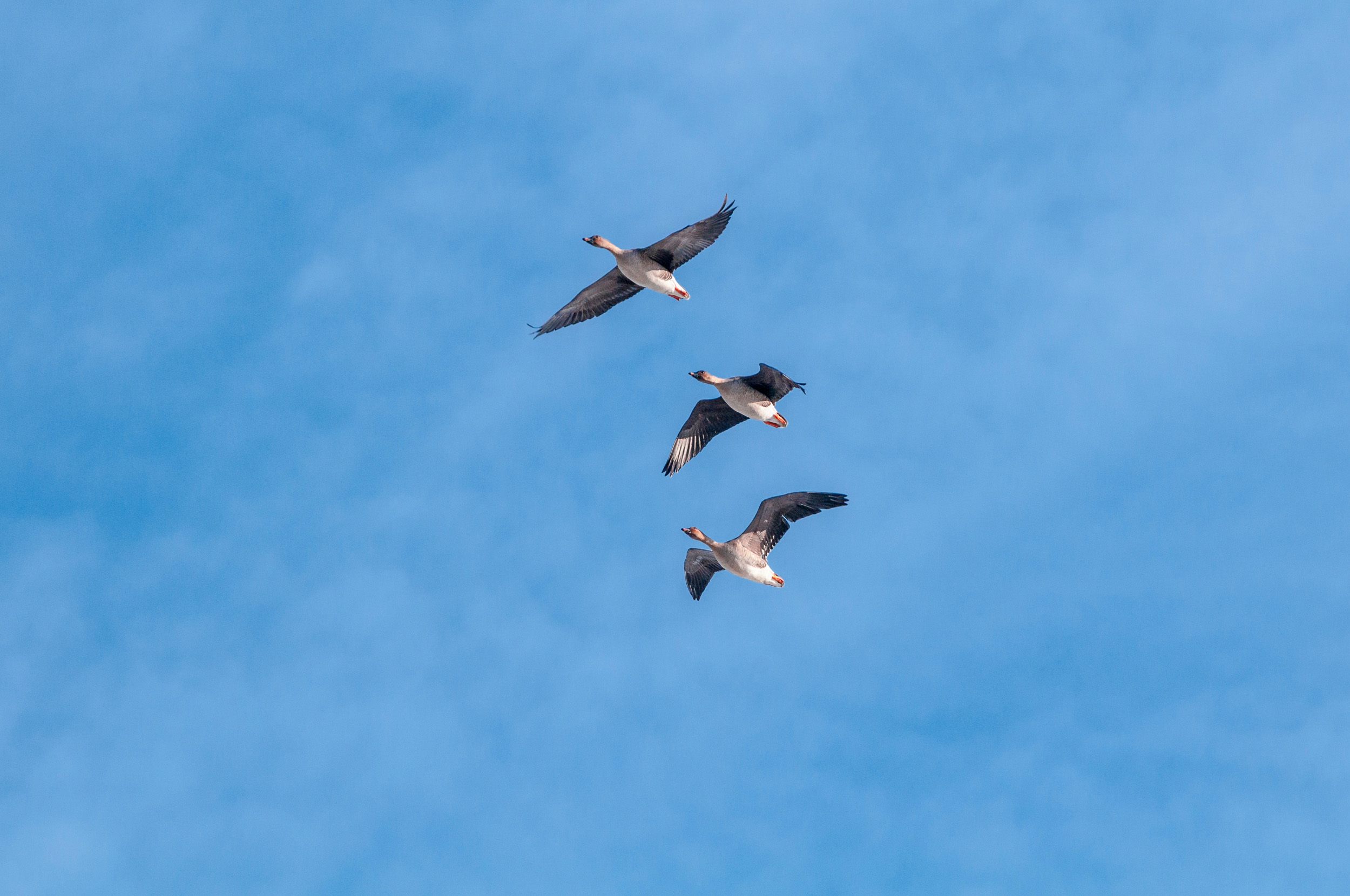 Three Bean Geese flying in a line overhead against a clear blue sky.