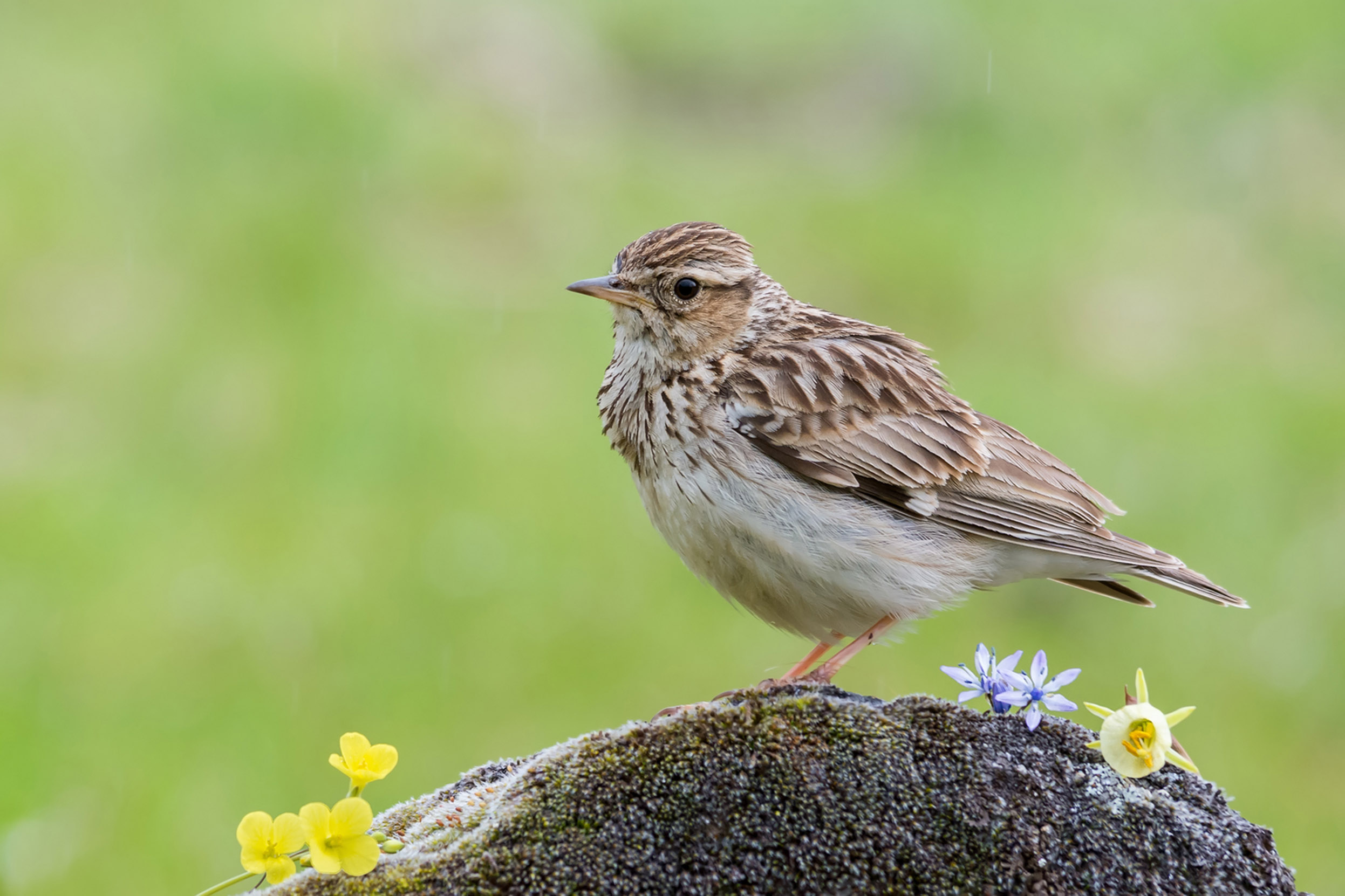 A lone Woodlark perched on a rock surrounded by grass and yellow flowers.