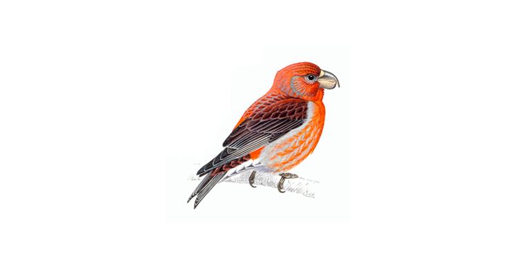An illustration of a male Parrot Crossbill.