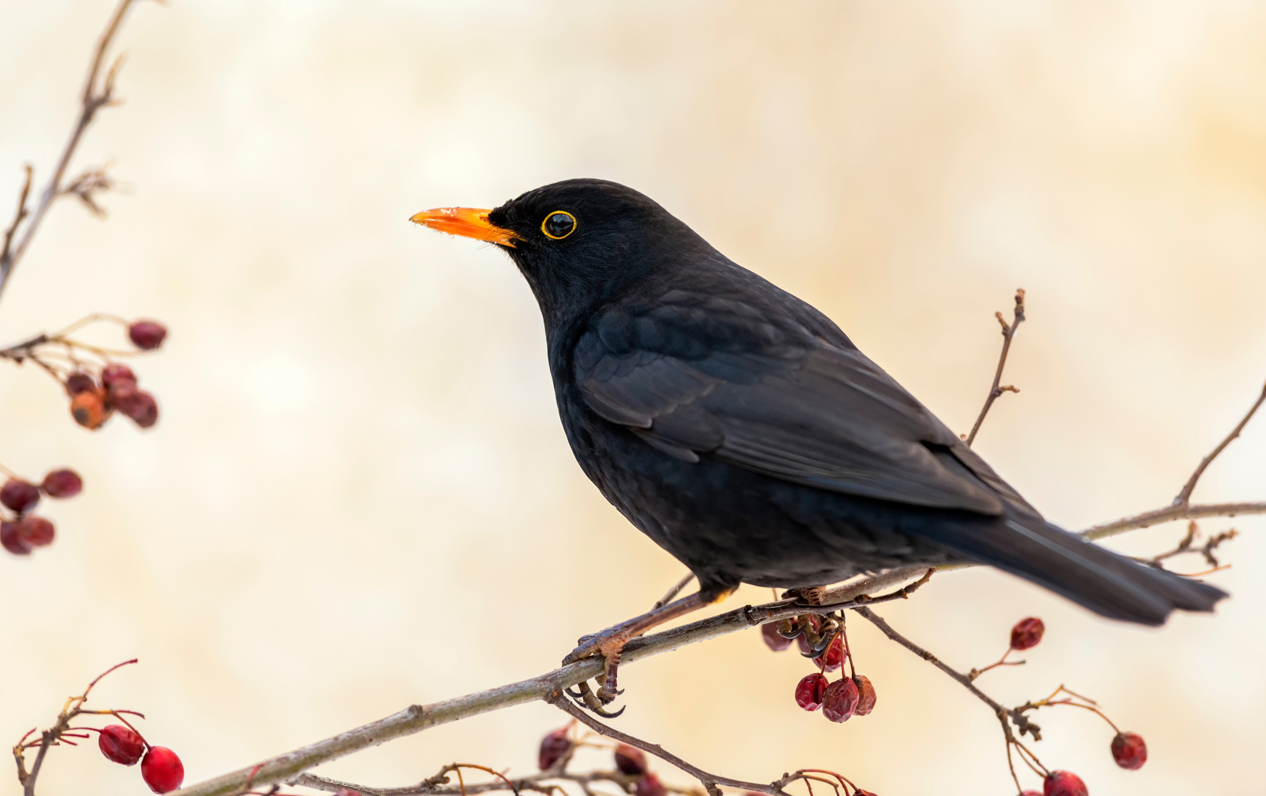 A lone Blackbird perched on a red berry covered branch.