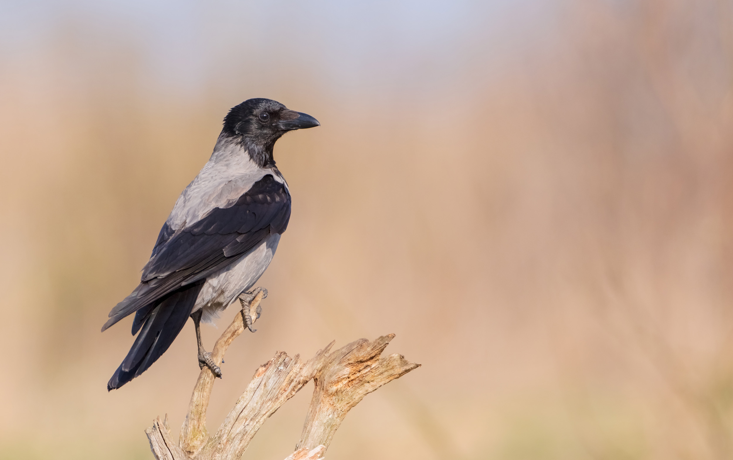 A lone Hooded Crow looking out over fields.