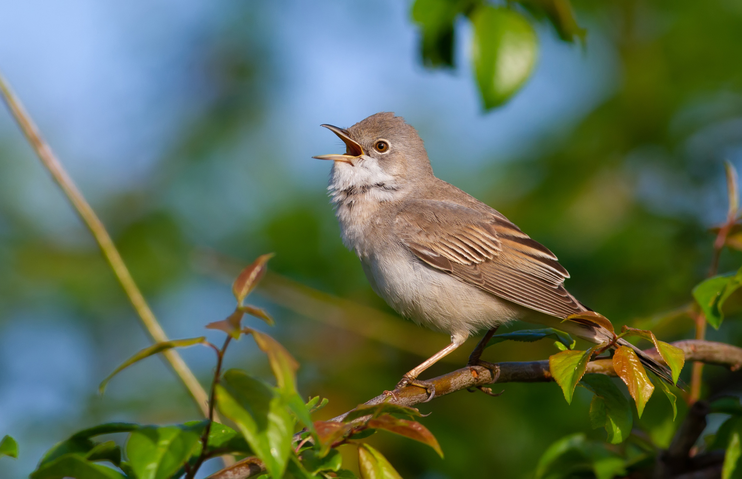A lone male Whitethroat perched on a branch amongst leaves singing.