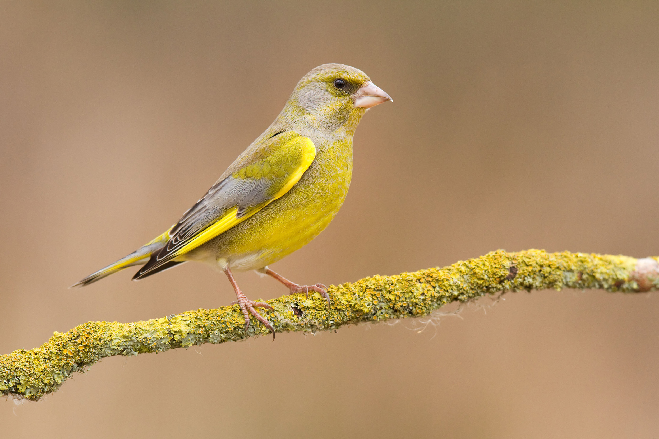 An adult male Greenfinch perched on a tree branch covered in yellow lichen.