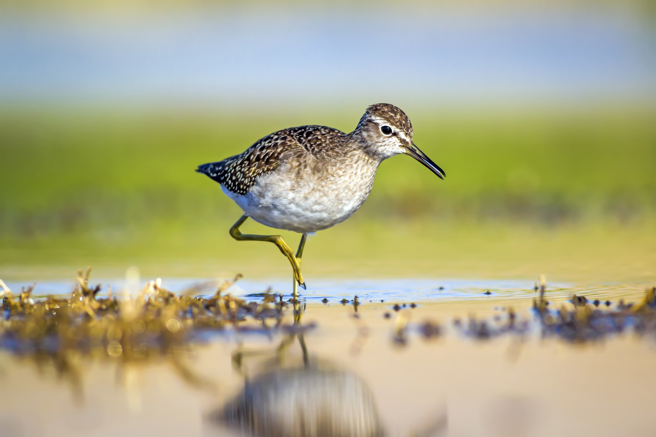 A lone Wood Sandpiper wading in the shallow waters of a wetland.