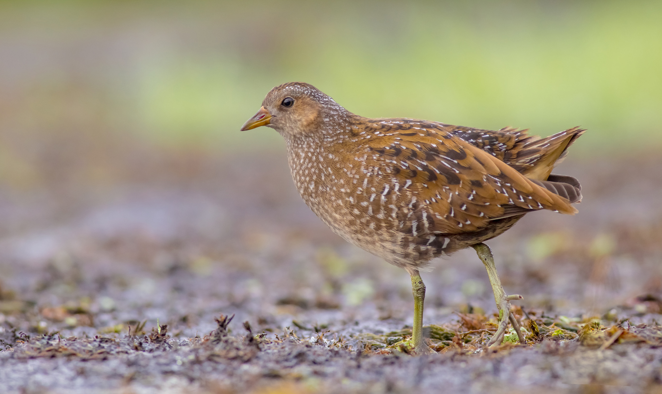 A juvenile Spotted Crake chick walking across wetland.
